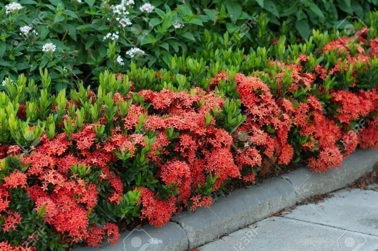 Ixora Taiwanese Red | 3 Gallon | Ixora coccinea | Low Maintenance | Hardy Plant