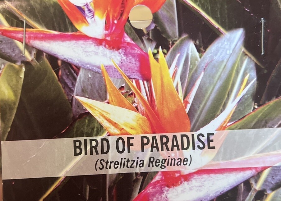Pack of 5 X ORANGE BIRD of PARADISE SEEDS (Strelitzia reginae) Tropical Flower