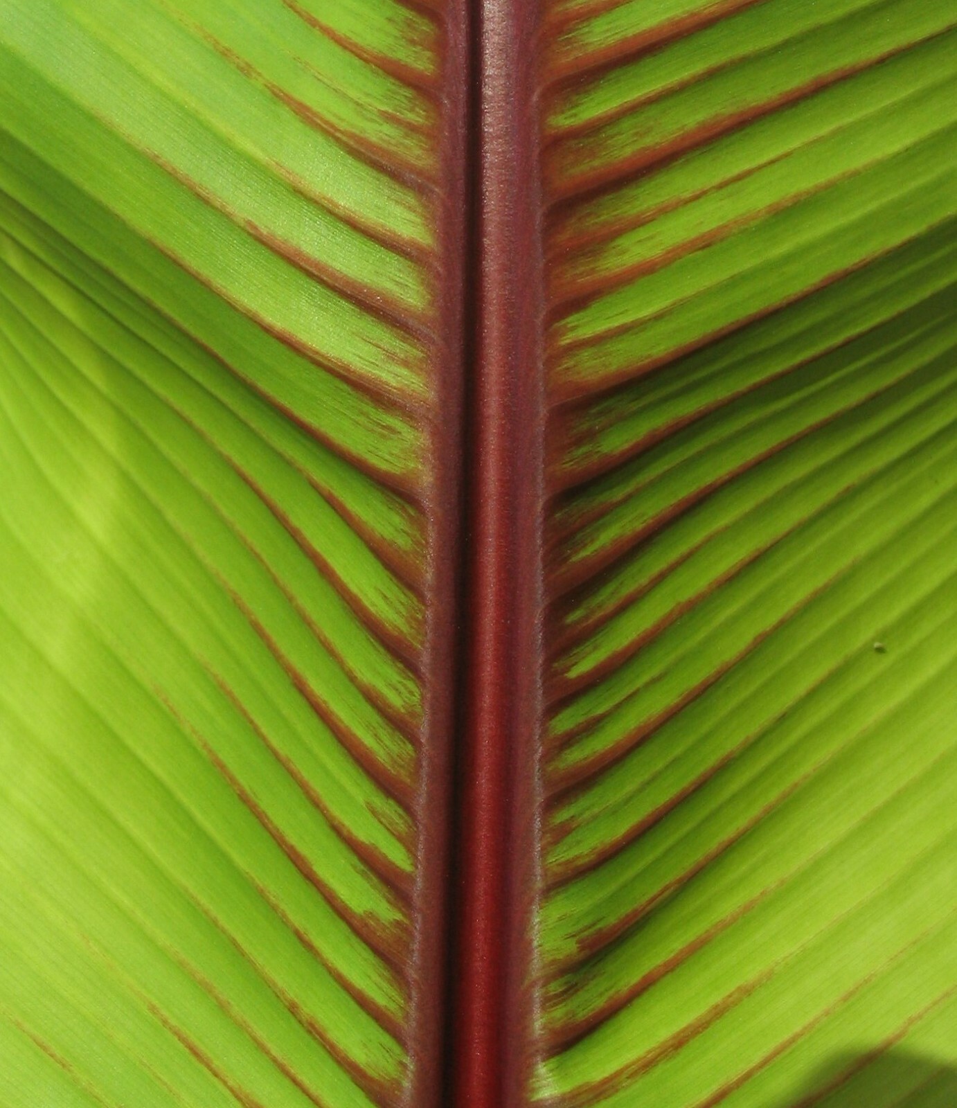 Musa Itinerans 10 Seeds, Burmese Blue Yunnan Banana India Tree Cold Hardy