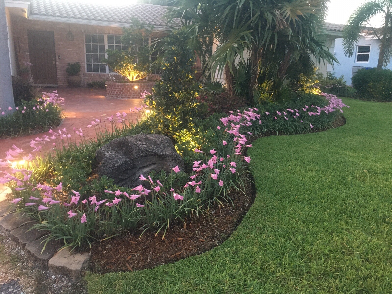 Zephyranthes Fadjar Pink Lot 102 Bulbs Rain Lilies Fairy Lily Atamasco lily