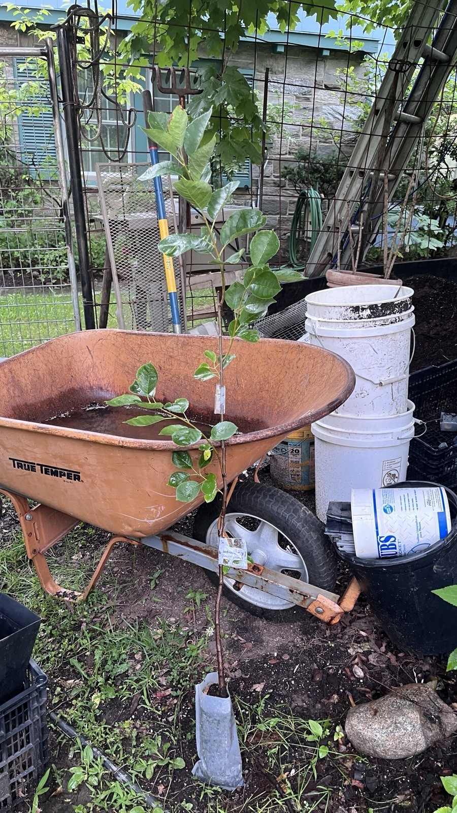 24-36″ tall Chokecherry Prunus virginiana, 2-3 year old bare root plant
