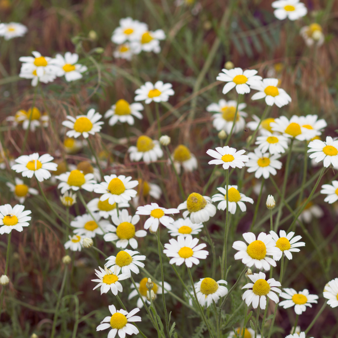 Fresh German Chamomile Seeds | Herbal Tea | Heirloom Non-GMO | Flower Seeds