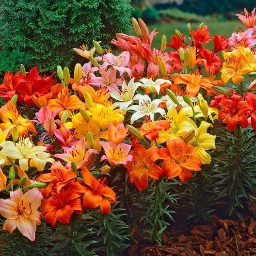 3 ASIATIC Lily Bulbs Mixed Bright colors Summer Bloom **Spring Planting