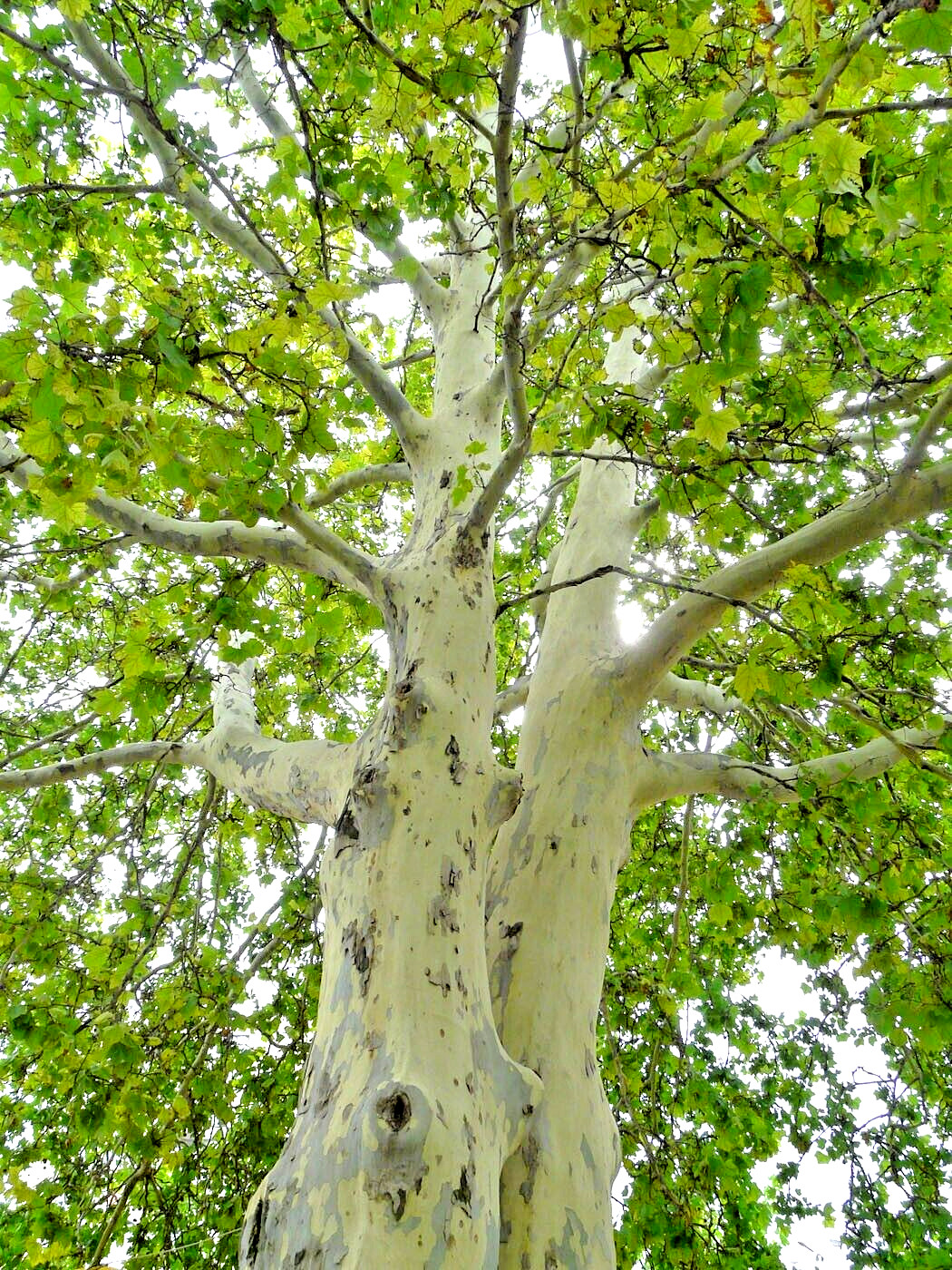 30 MORTON CIRCLE LONDON PLANETREE SEEEDS – Platanus × acerifolia