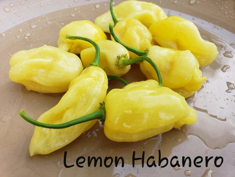 YELLOW LEMON HABANERO PEPPER seeds NON-GMO super hot EXOTIC OUCH LOOK OUT!