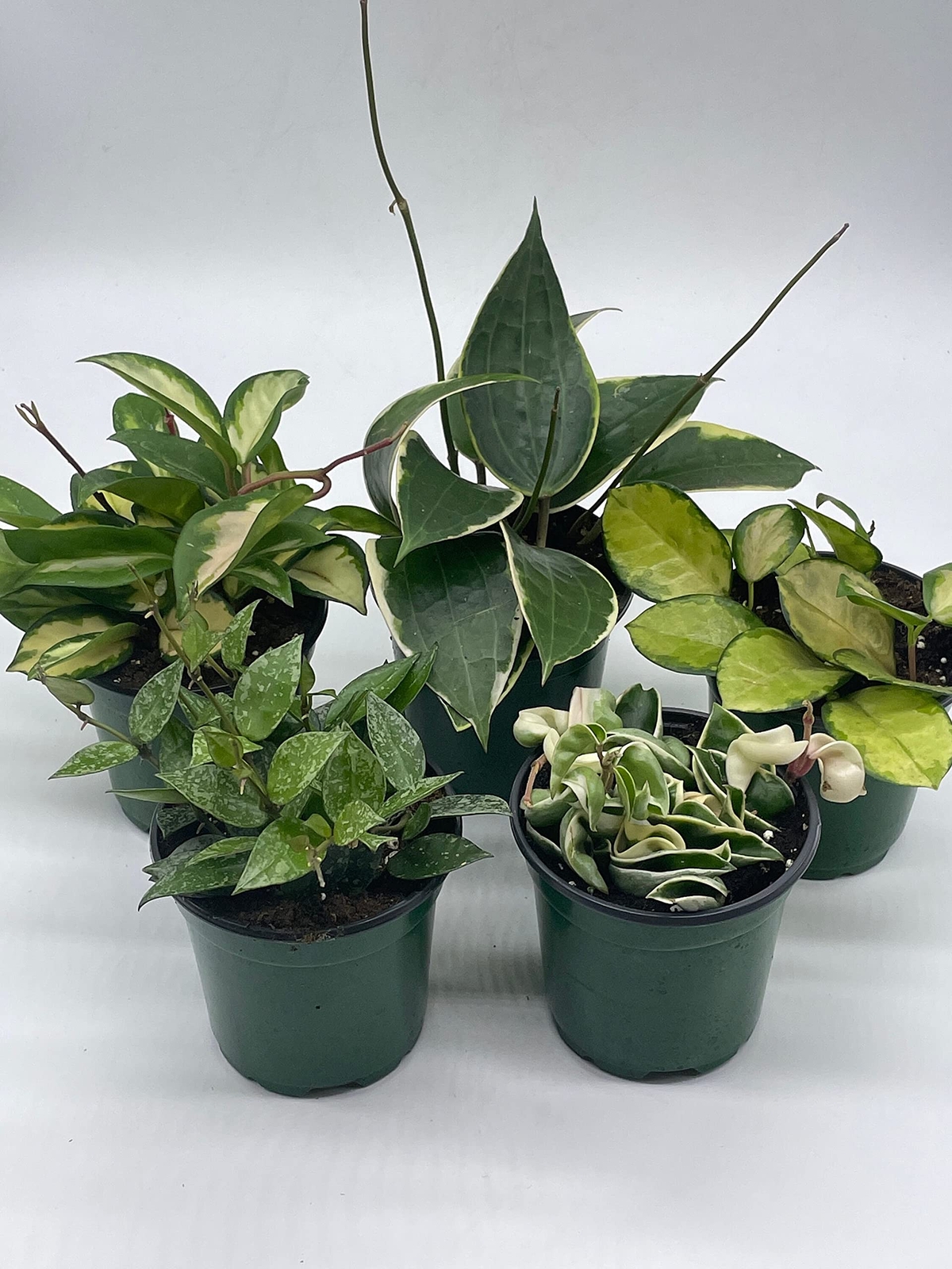 Variegated Hoya Assortment Set, Hindu Rope, Wayetii, Australis, Macrophylla, Kri