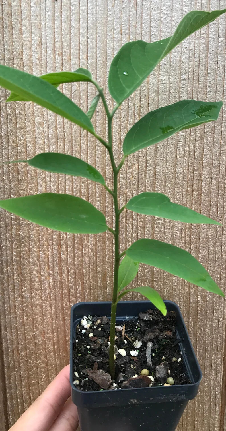 Sugar Apple Sweet Sop Seeds Annona squamosa Anti-Carcinogen 5