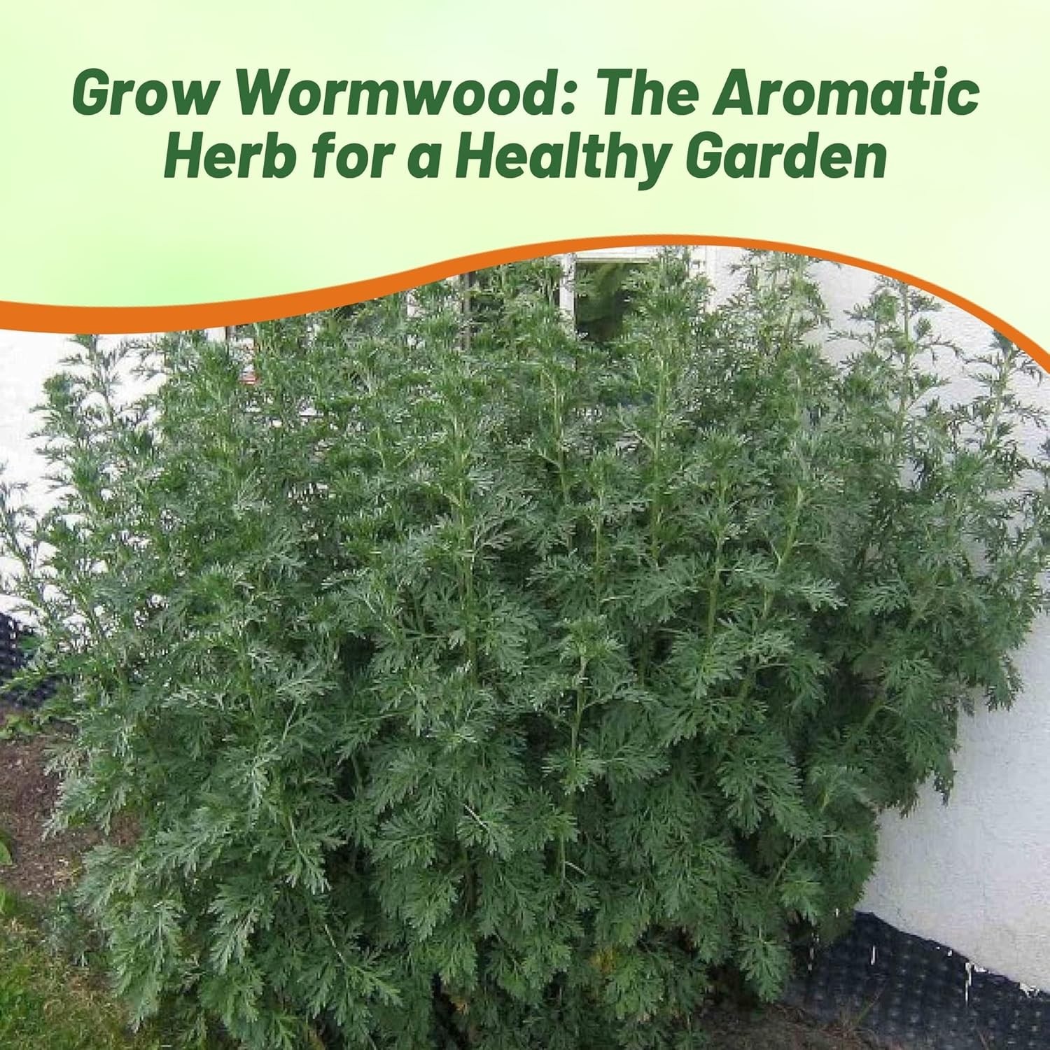 Low-Maintenance Wormwood Seeds – 5000 Pcs for Wildlife-Friendly Gardens