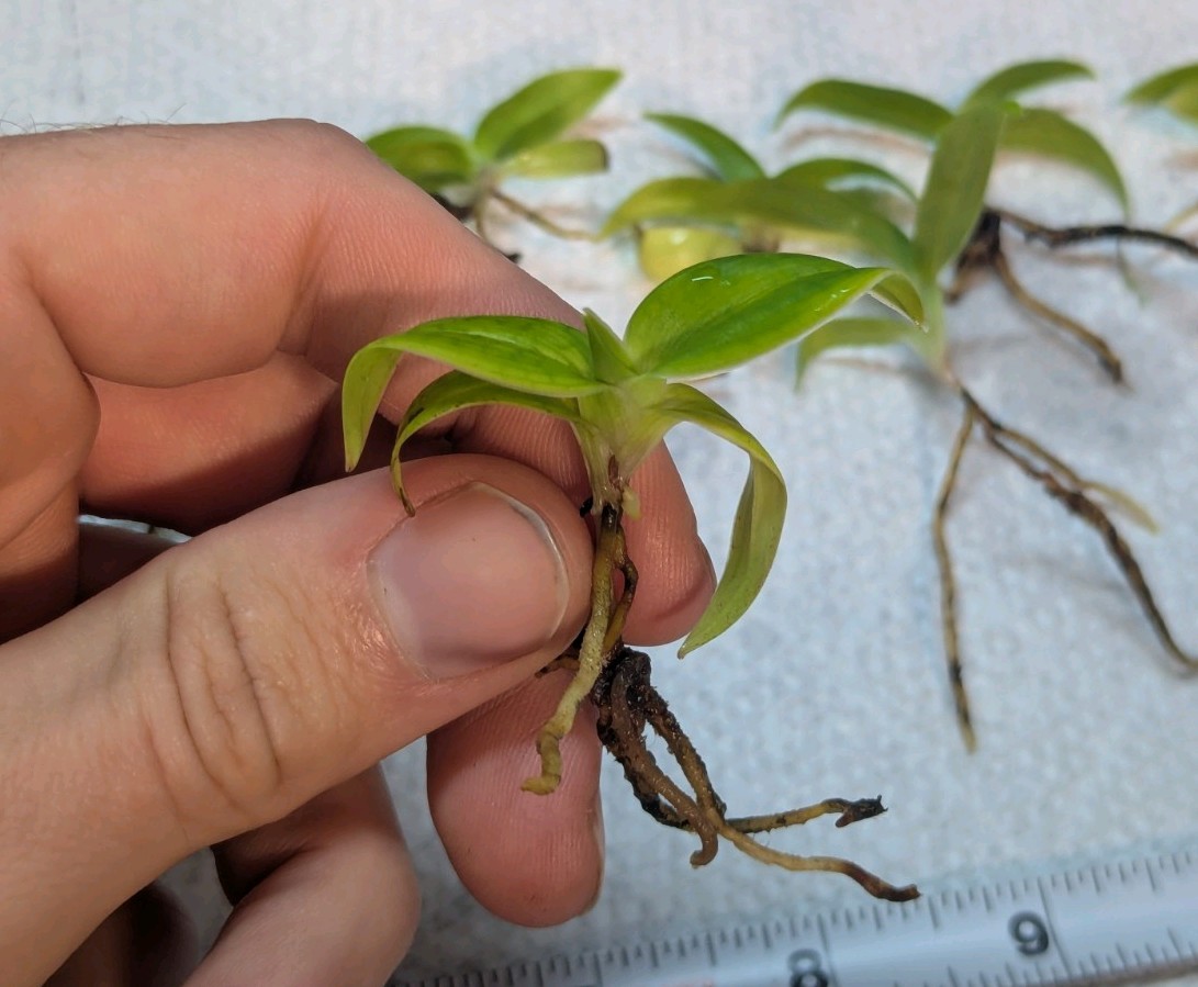 Phragmipedium besseae – ‘Cow Hollow II’ FCC/AOS x self – 3-pack of seedlings! –