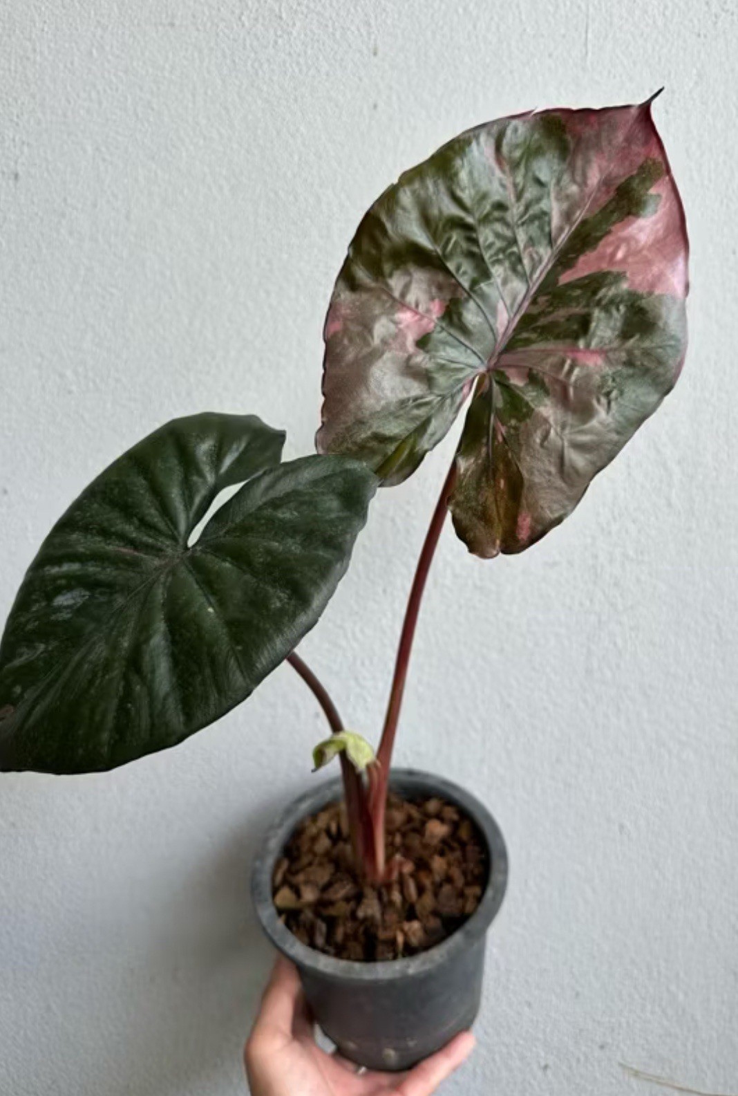 AUTHENTIC 1 Rhizome Alocasia Serendipity Variegated
