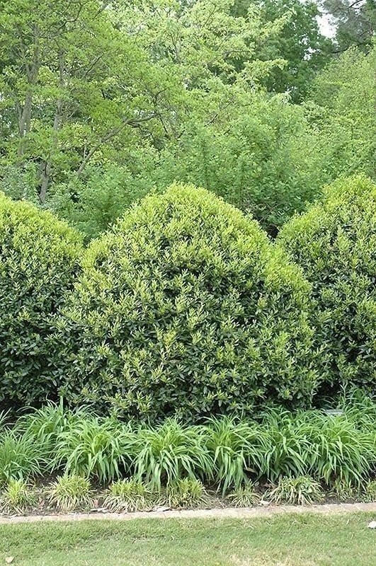 Ilex Needlepoint Chinese Holly | 1 Gallon | Ilex cornuta | Evergreen Privacy