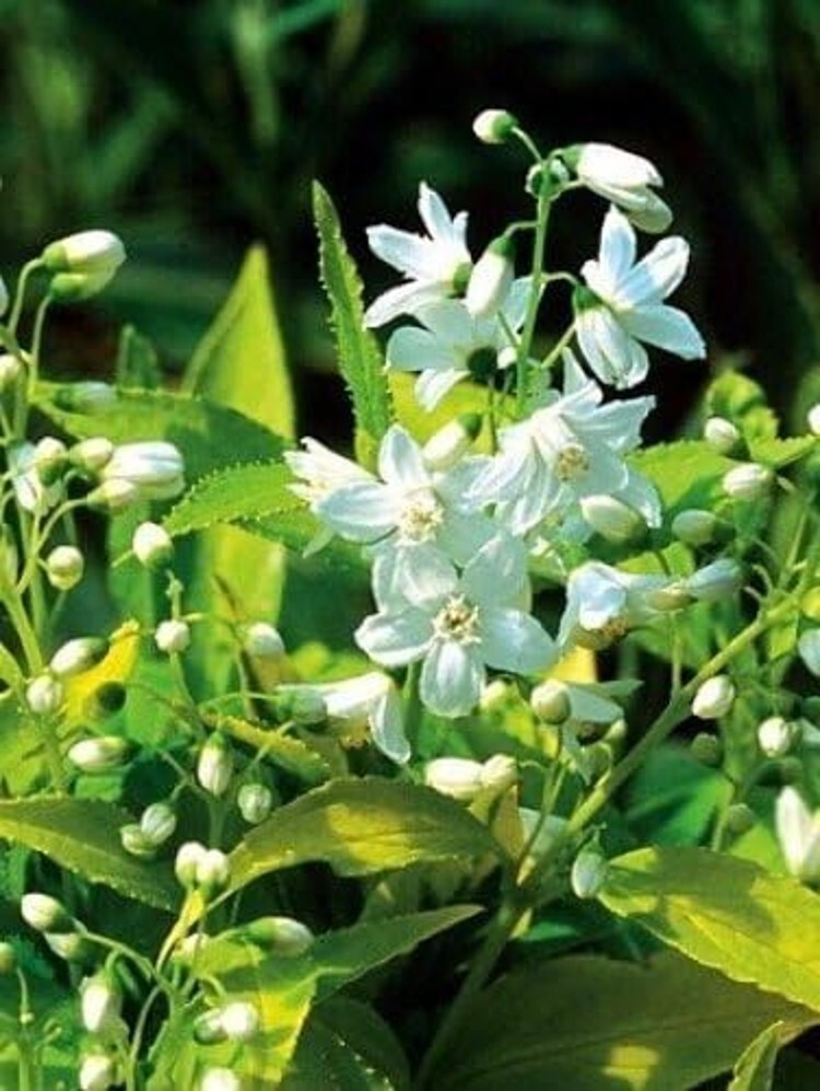 Deutzias Pearls Like Buds Chardonnays Duncan Gracilis Outdoors Live Plant 4″ Pot