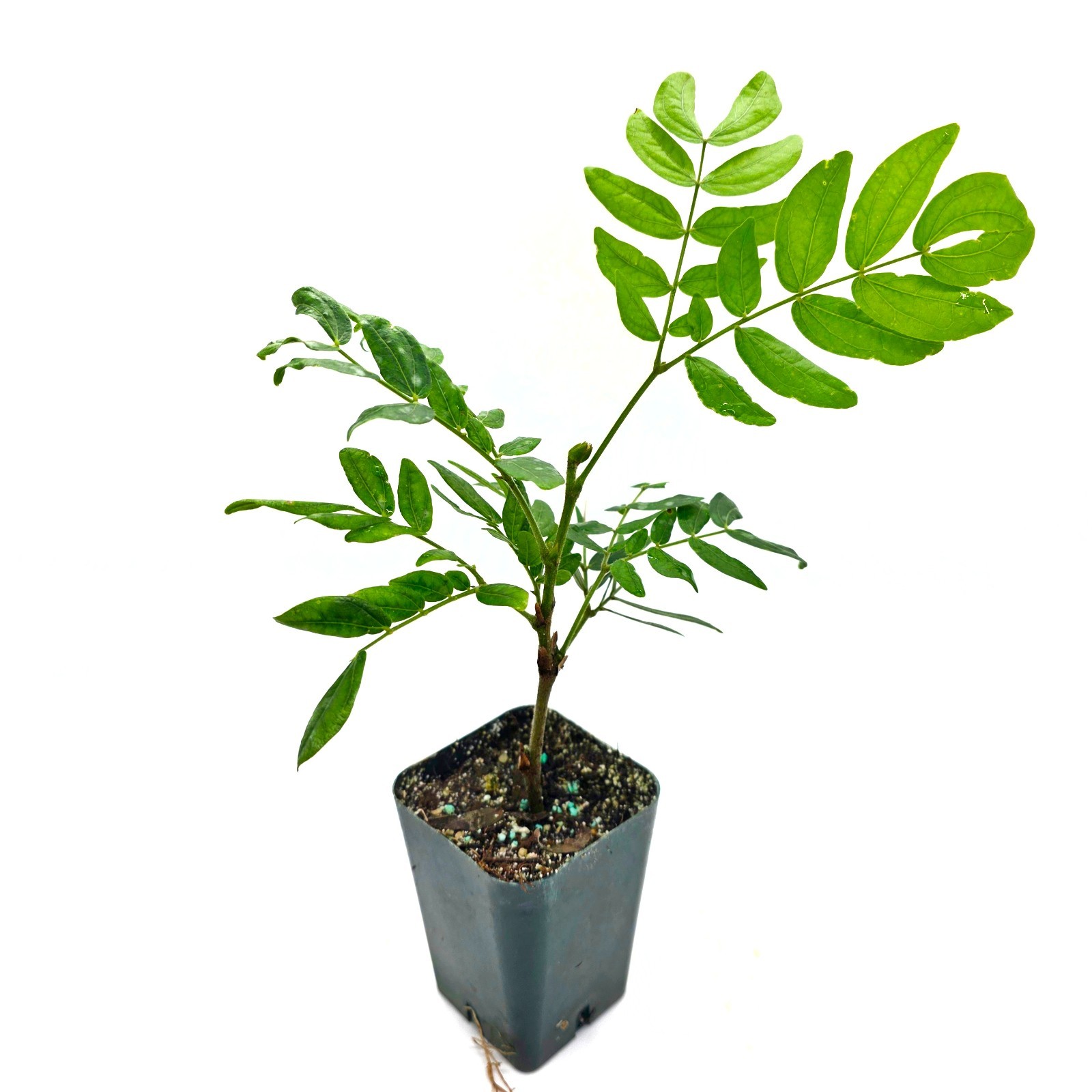 Powder puff mini tree, will bloom pink – 2.5 inch grower pot one stem – CA