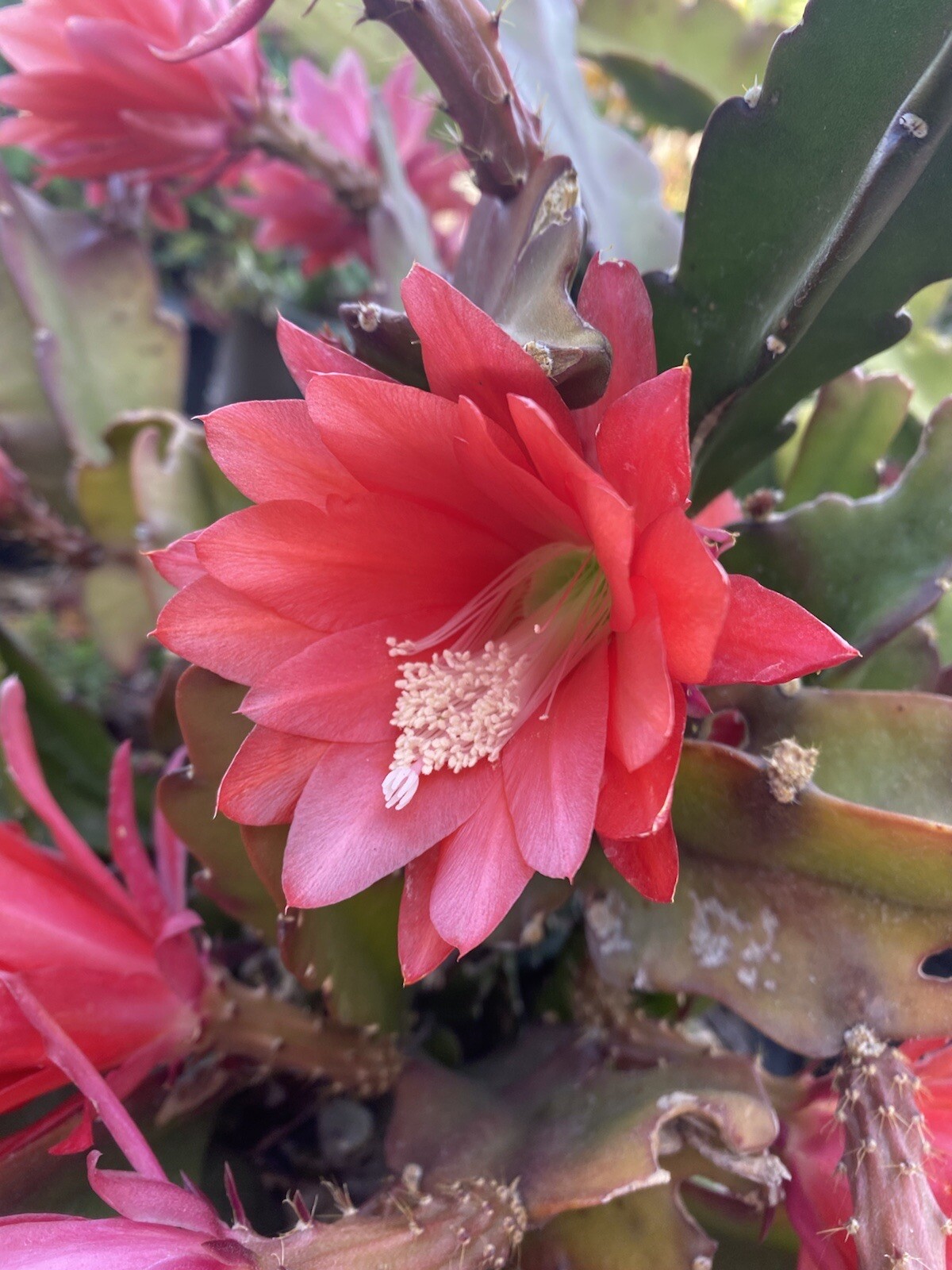 RED Orchid Cactus Epiphyllum, ‘Disocactus Ackermannii’ 3 Cuttings 4’-8’ long