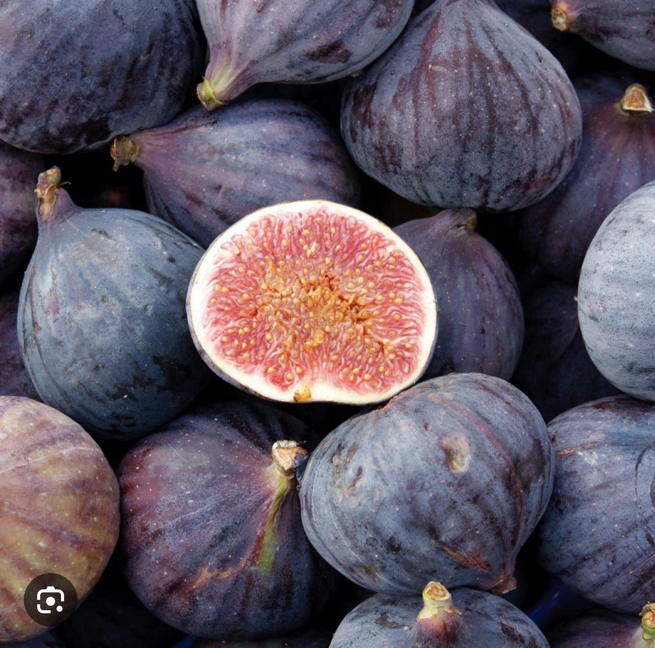 LSU Purple Fig-Ficus carica Live Well Rooted STARTER Plant