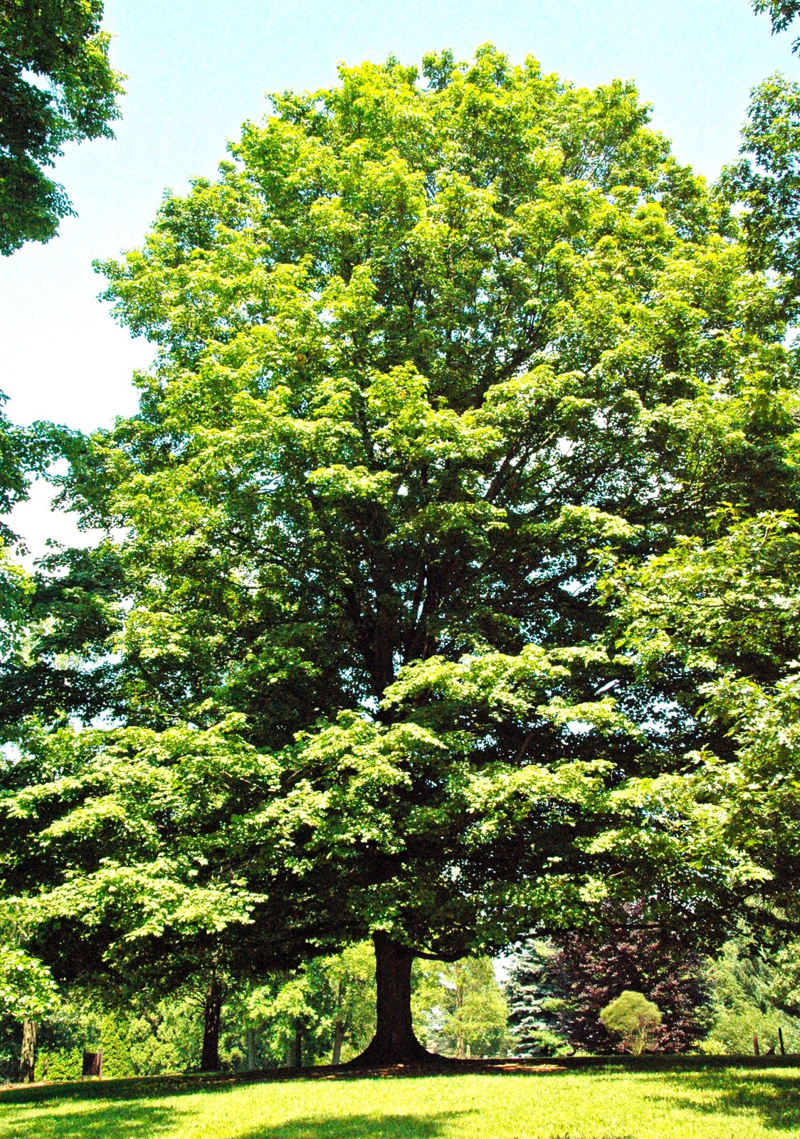 Sugar Maple Tree Seeds – For 2026 Planting Acer Saccharum Sweet Syrup Canadian