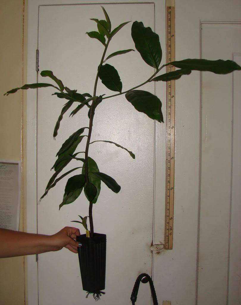 ~BLACK SAPOTE~ Diospyros digyna Chocolate Pudding Tree FRUIT TREE XXL 36-48+in