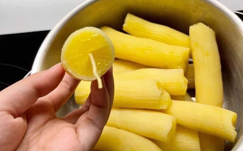 Very Rare !! GOLDEN Cassava Stem 6 Cuttings | Premium Yellow Flesh Variety 5″-8″