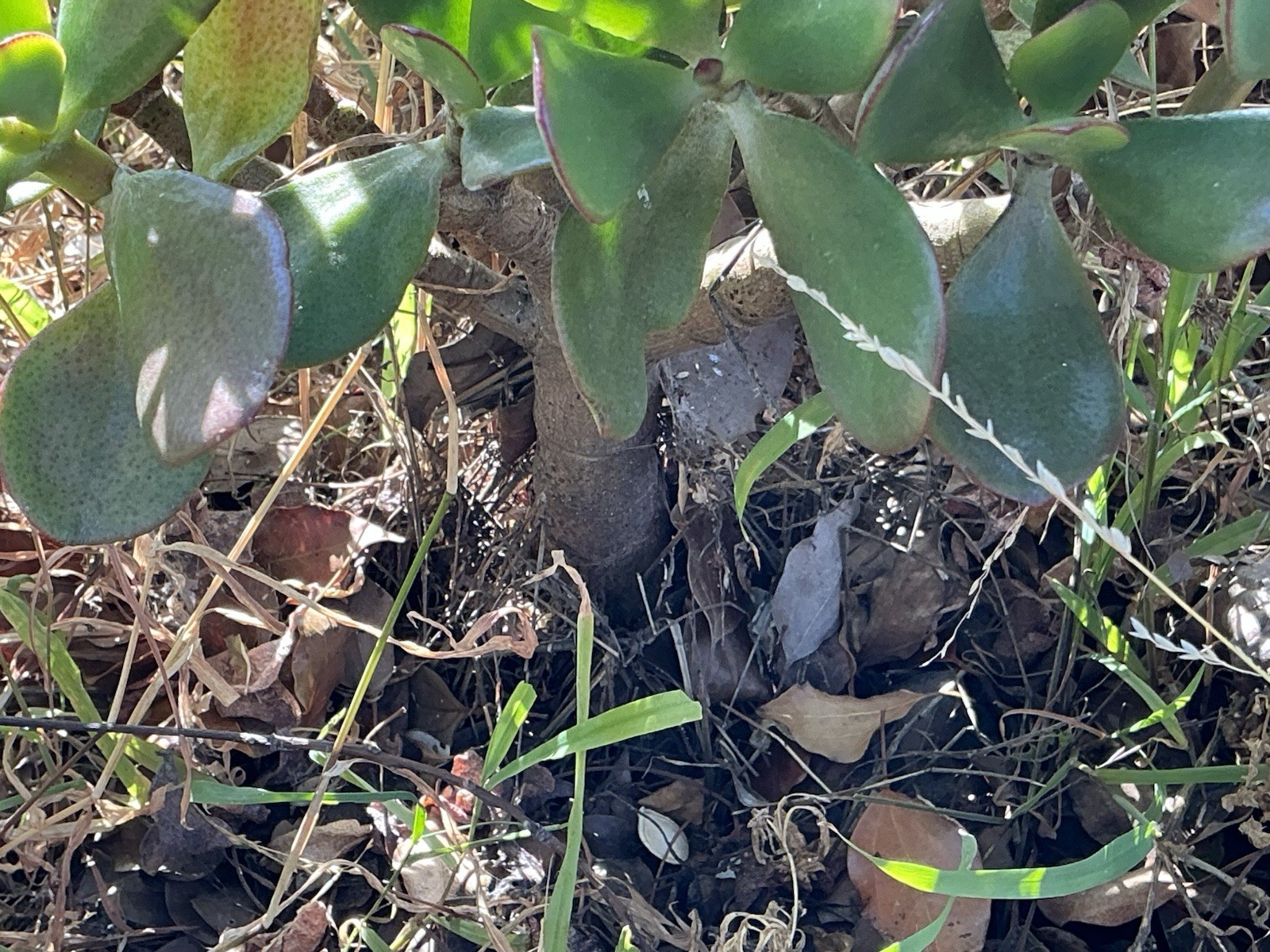 healthy jade plant with roots, Around 16” To 17” tall, rooted