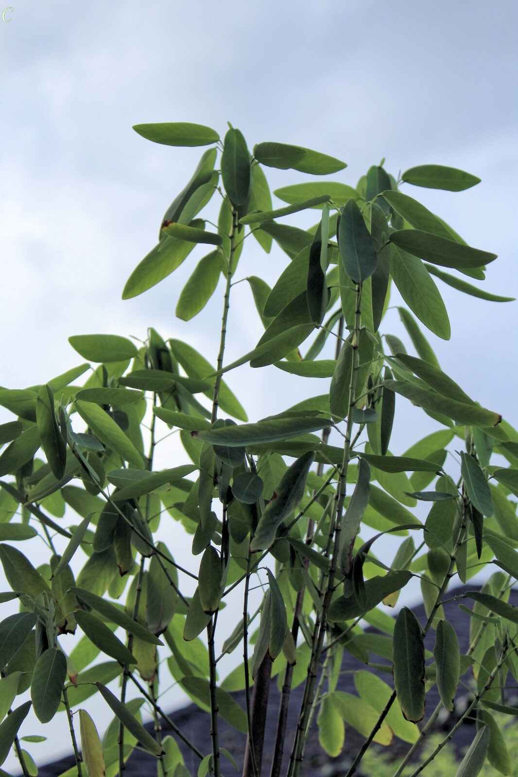 10 Tropical Seeds Codariocalyx Dancing Plant Leaves MOVE on their own!