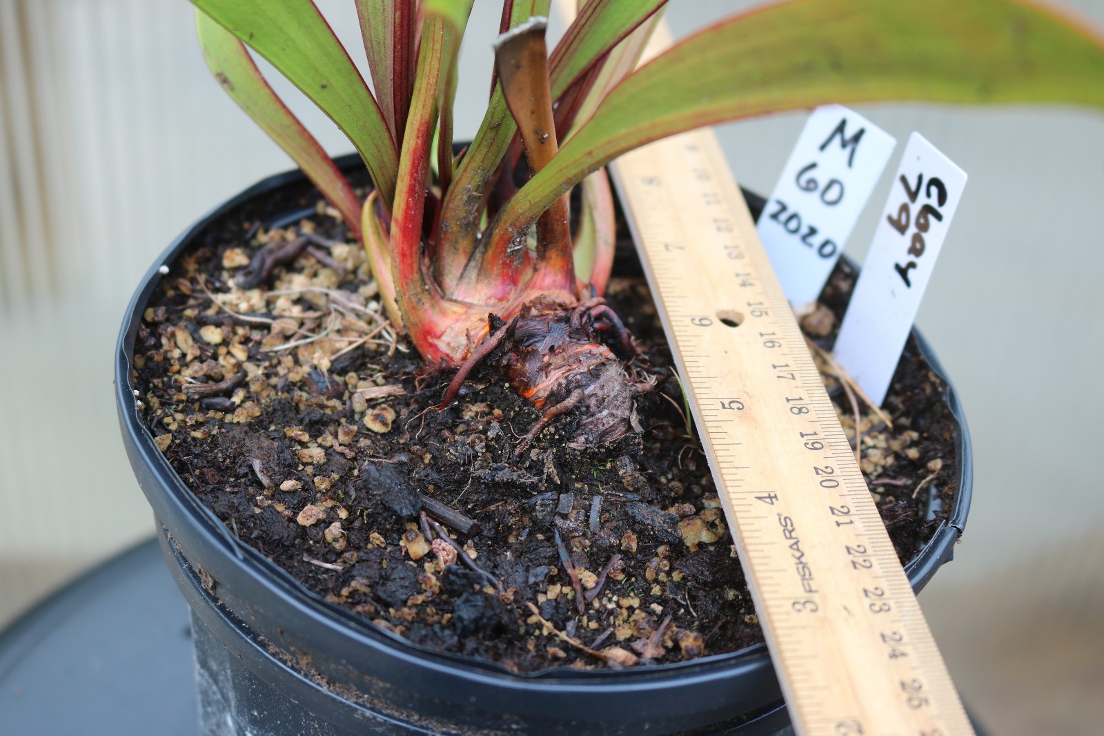 Sarracenia Esme Cowlard x (leucophylla PL x cuprea) OP Gallon Exact Plant