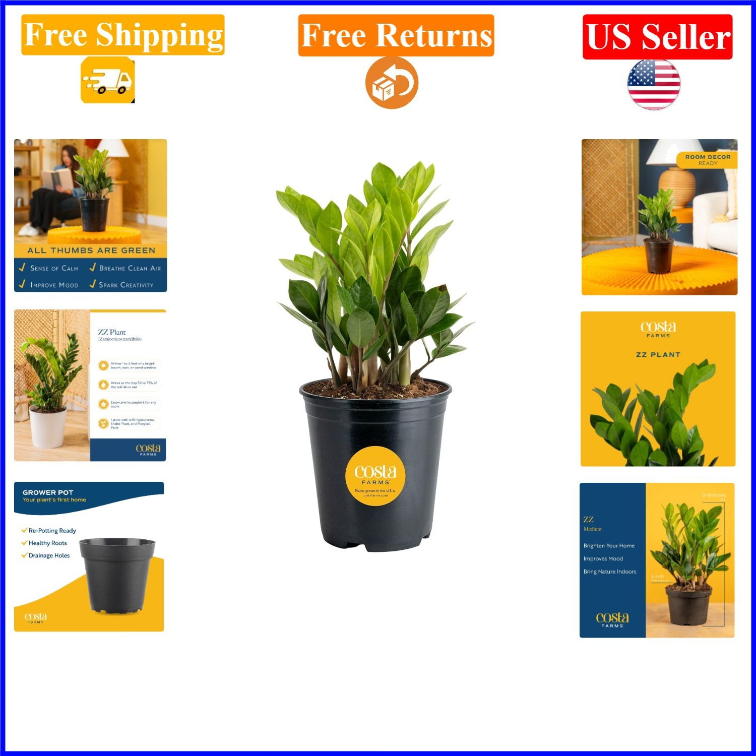ZZ Live Indoor Plant in 14-Inch Grower’s Pot, Drought Tolerant, Low Maintenance