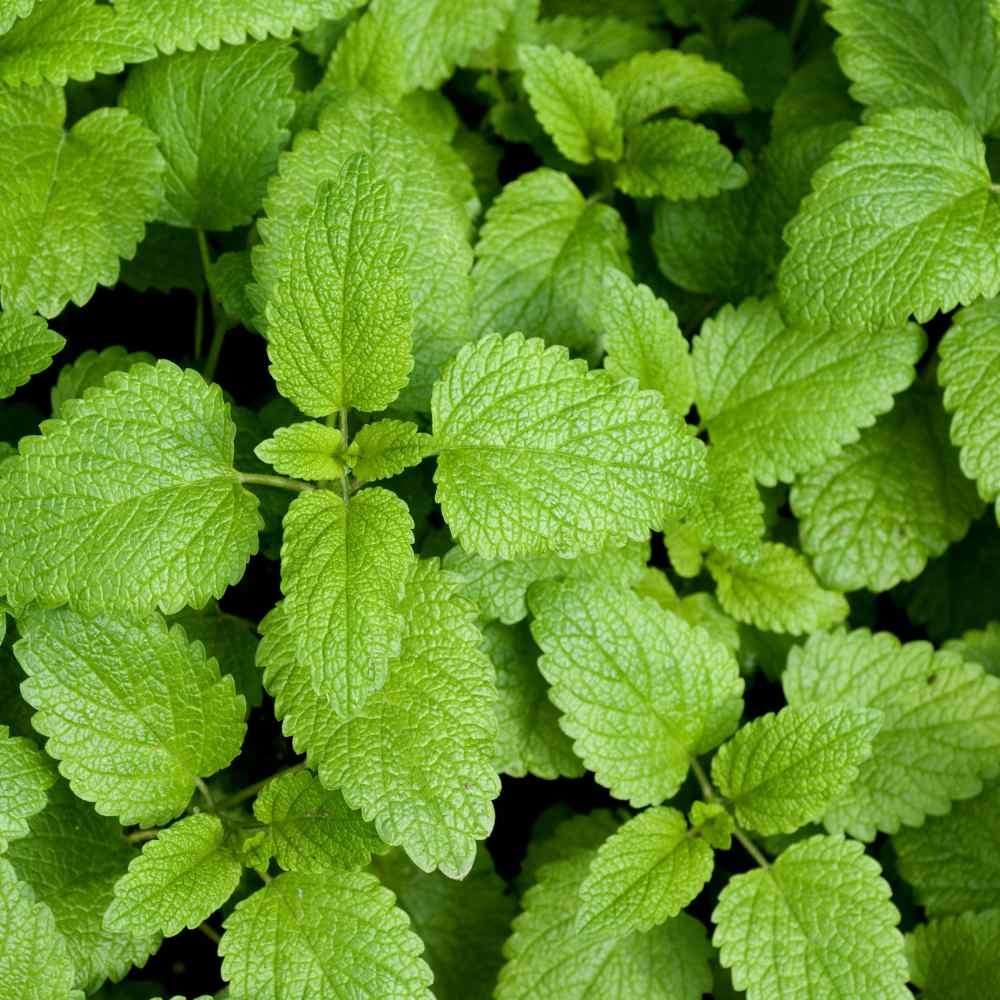 5000 Seeds Lemon Balm Seed For Planting Your Own Herbs – Sweet Balm Herb Seed