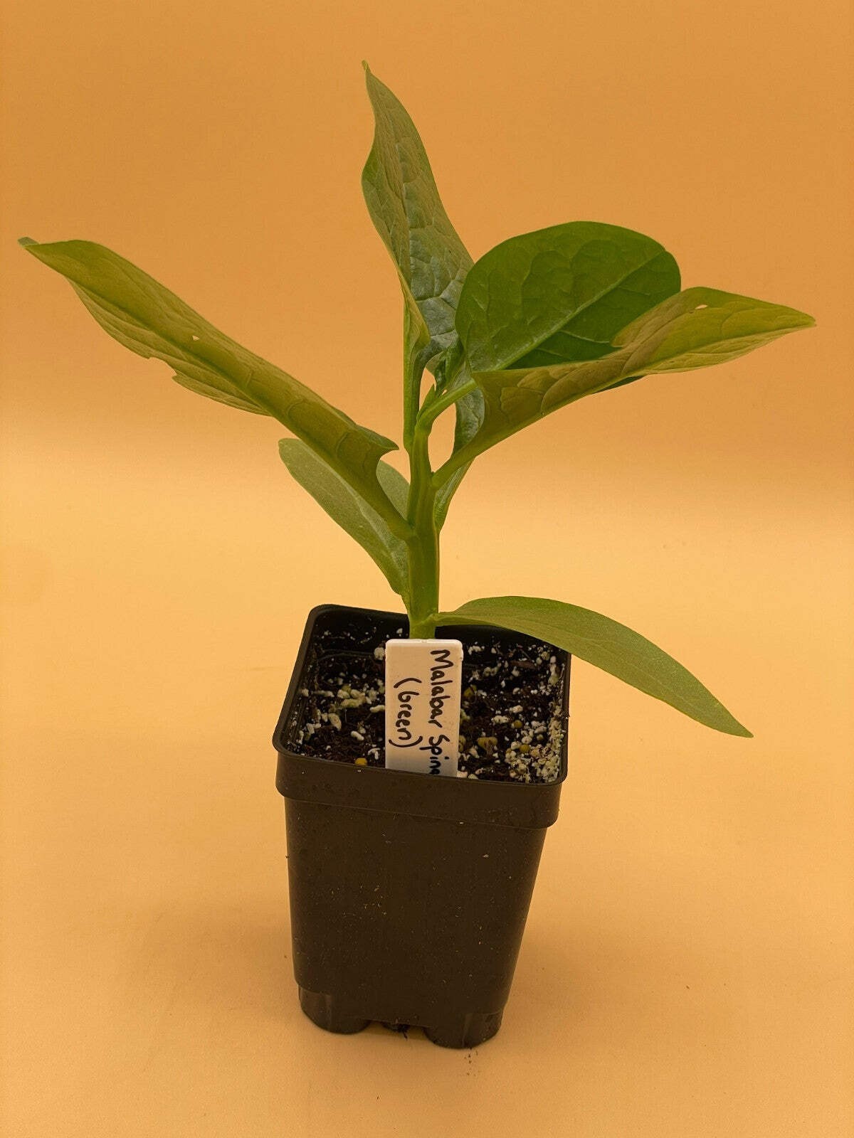 Malabar Spinach Green Live Plant 3″ Starter Plant – Basella rubra Alba
