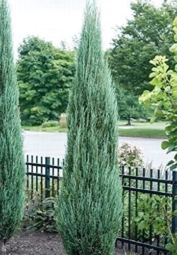 Juniper Blue Arrow | 1 Gallon | Juniperus scopulorum | Low Maintenance Tree