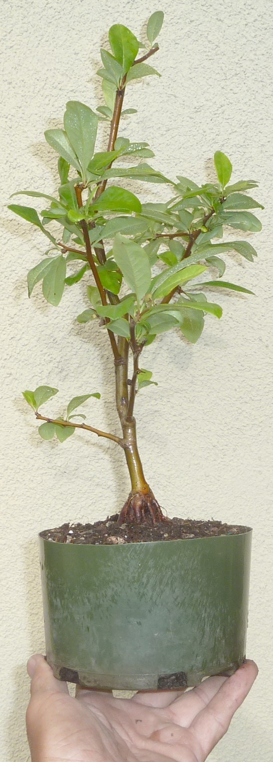 Chaenomeles Spitfire Japanese Flowering Quince Pre Bonsai Dwarf Shohin Flowers