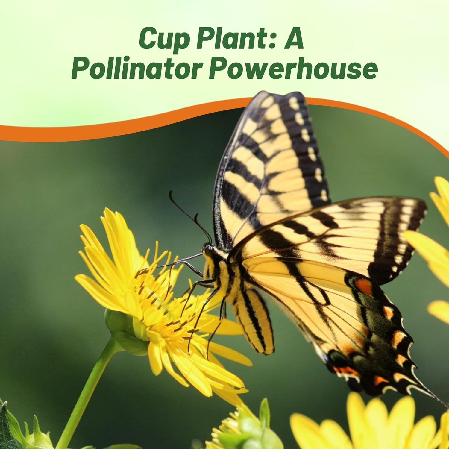 400 Seeds Silphium Seed – Cup Plant Flower Seeds