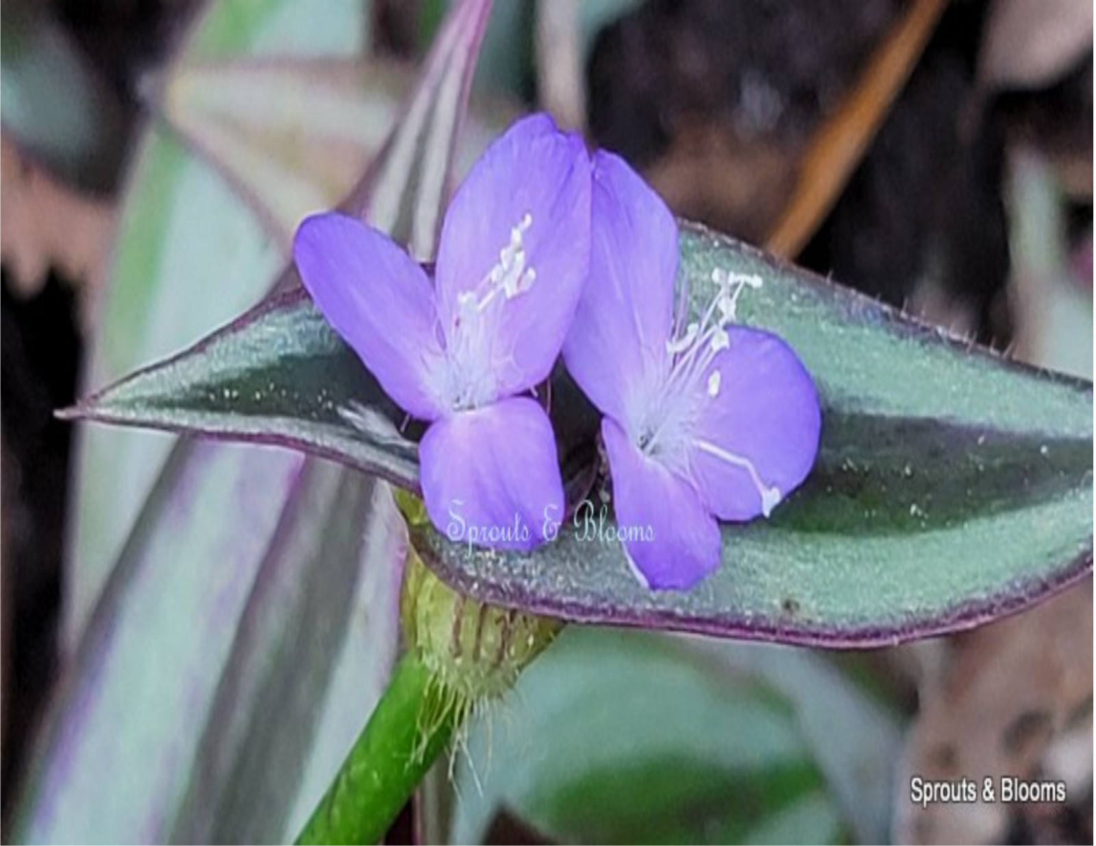 SOLD 10 Fresh Cuttings of Tradescantia Zebrina/ Wandering Jew/Spiderwort,Purple
