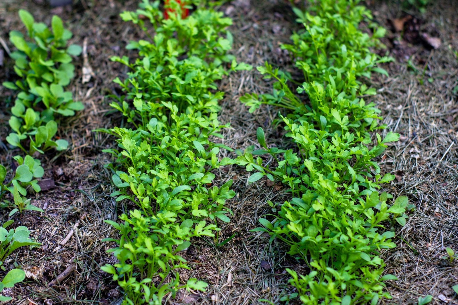 1000 Fine Curled PEPPERGRASS PEPPERCRESS WATERCRESS Lepidium Sativum Seeds