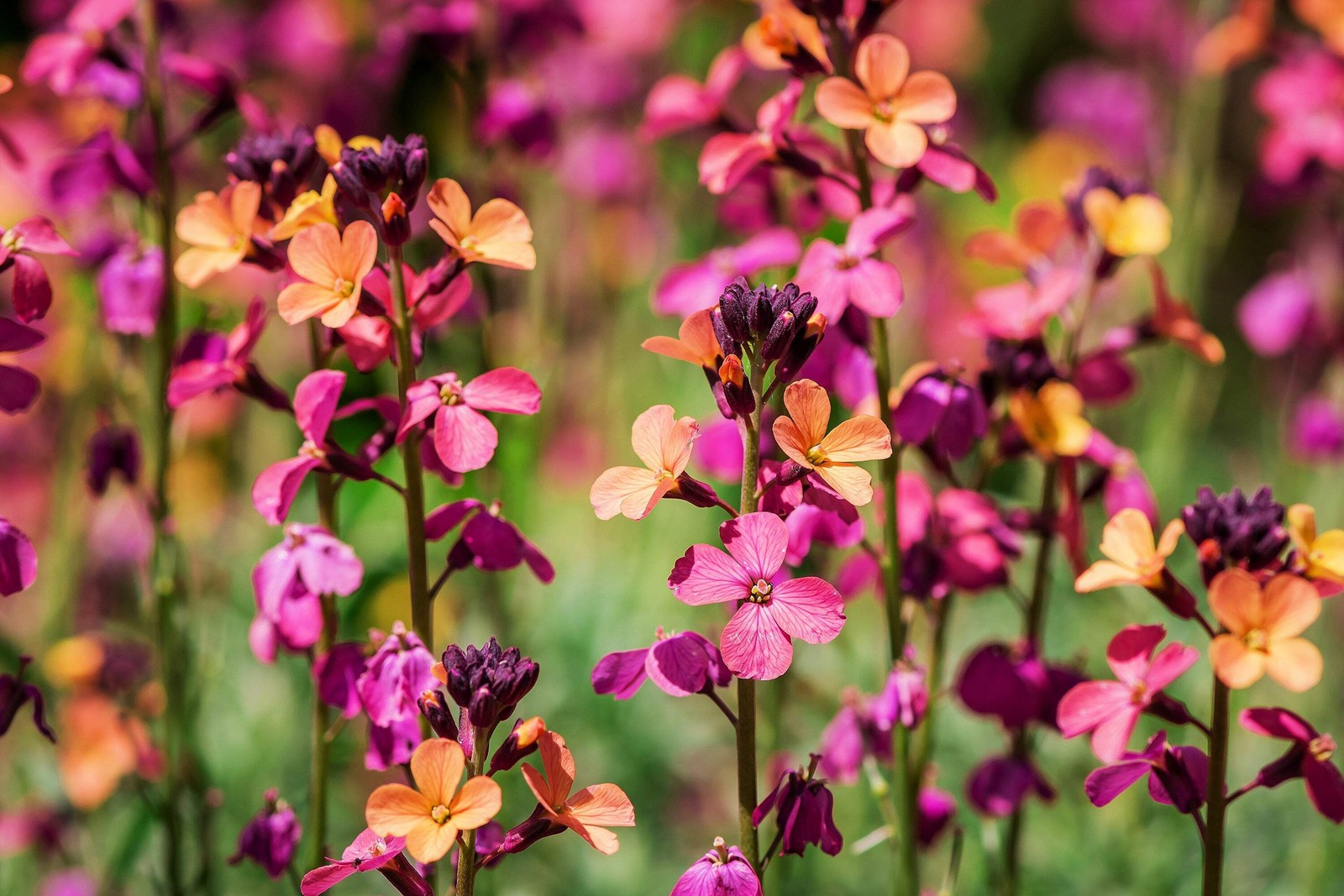 300 ENGLISH Aegean WALLFLOWER Cheiranthus Cheiri Seeds