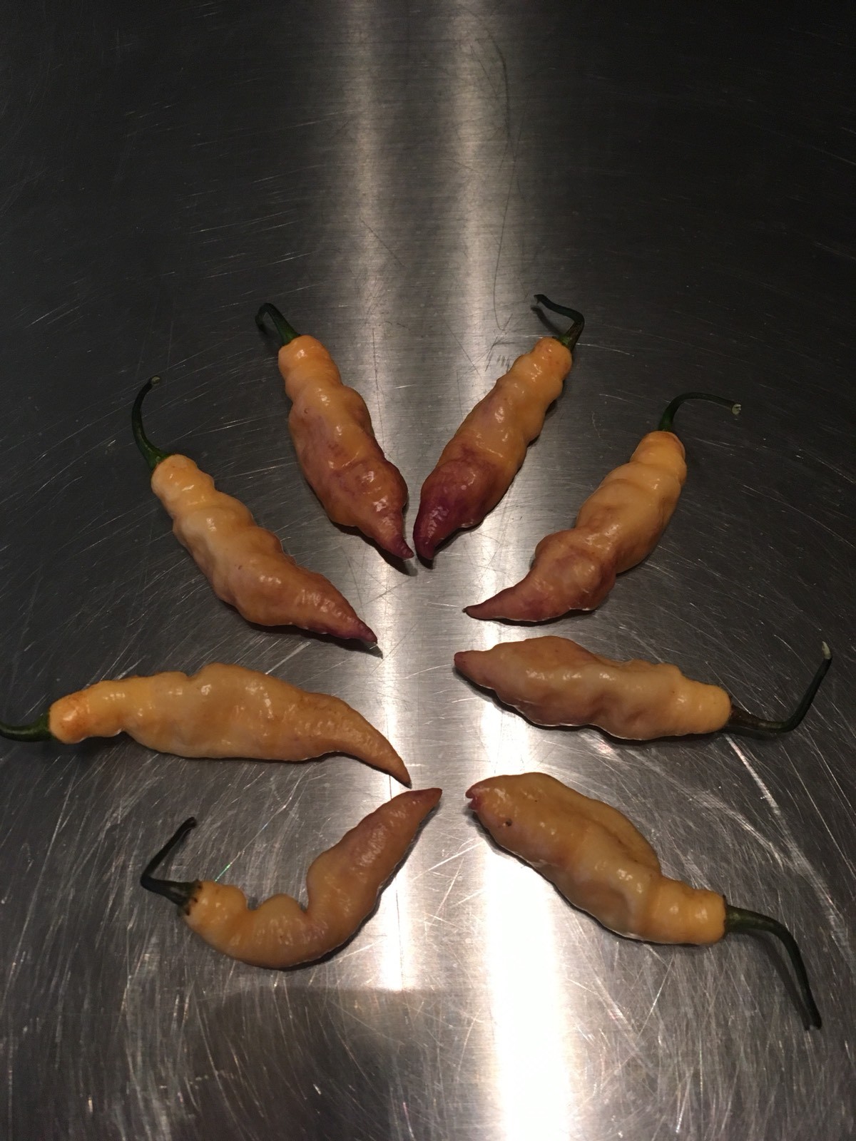 15 PINK TIGER PEPPER SEED ULTRA RARE HOT– GHOST PEPPER – PIMENTA DO NAYDE CROSS
