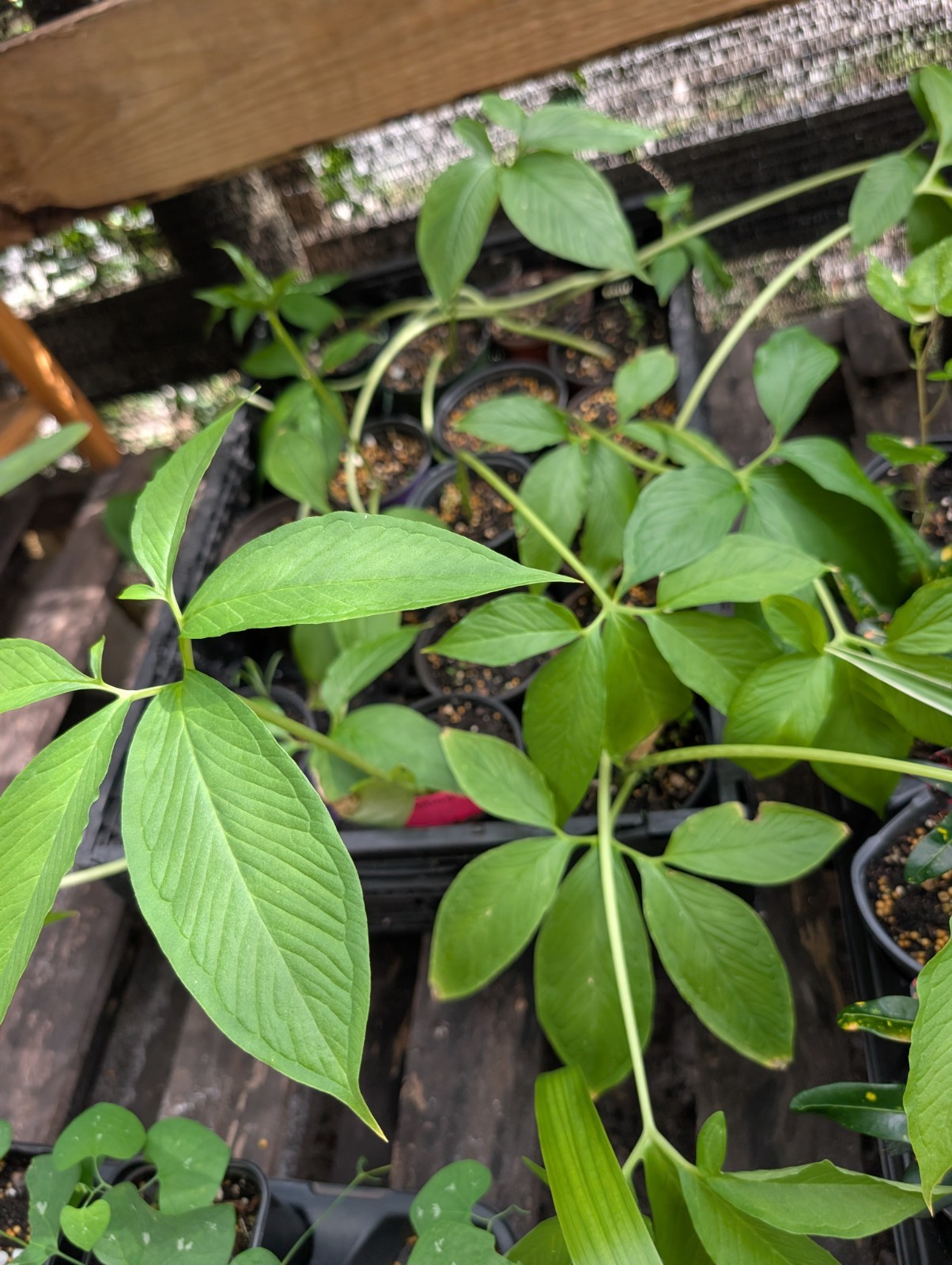 3 x Rooted VOODOO LILY Live Plants Sauromatum Venosum morphophallus arum Plant