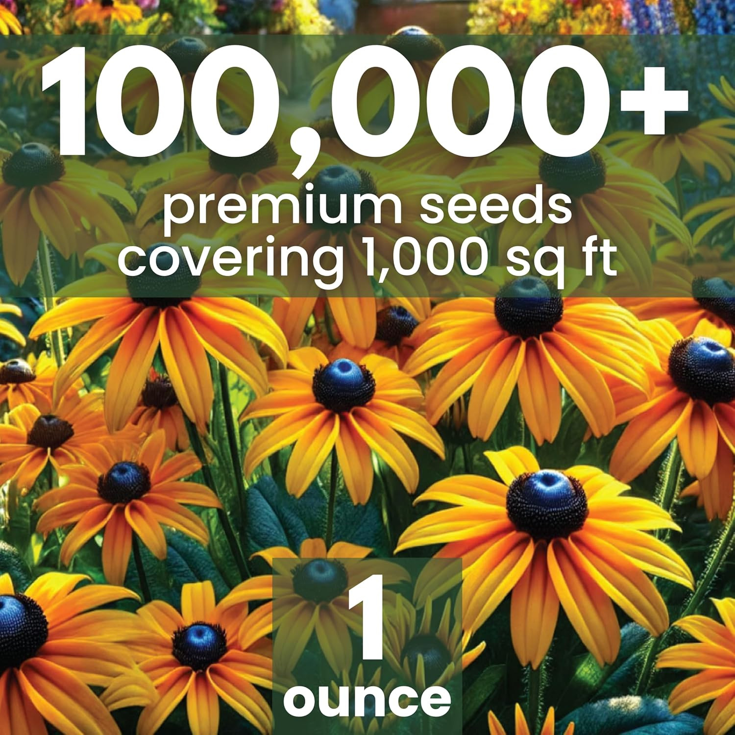 Black Eyed Susan – Large 1 Ounce Packet – 100,000 Flower Seeds for Planting – Ru