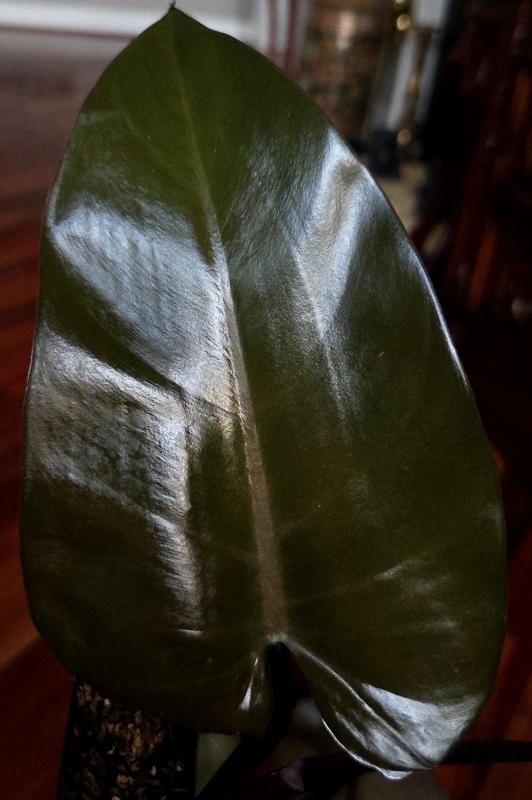 Rare XL Philodendron Majesty 27″ Tall Aroid Not Monstera Anthurium Syngonium