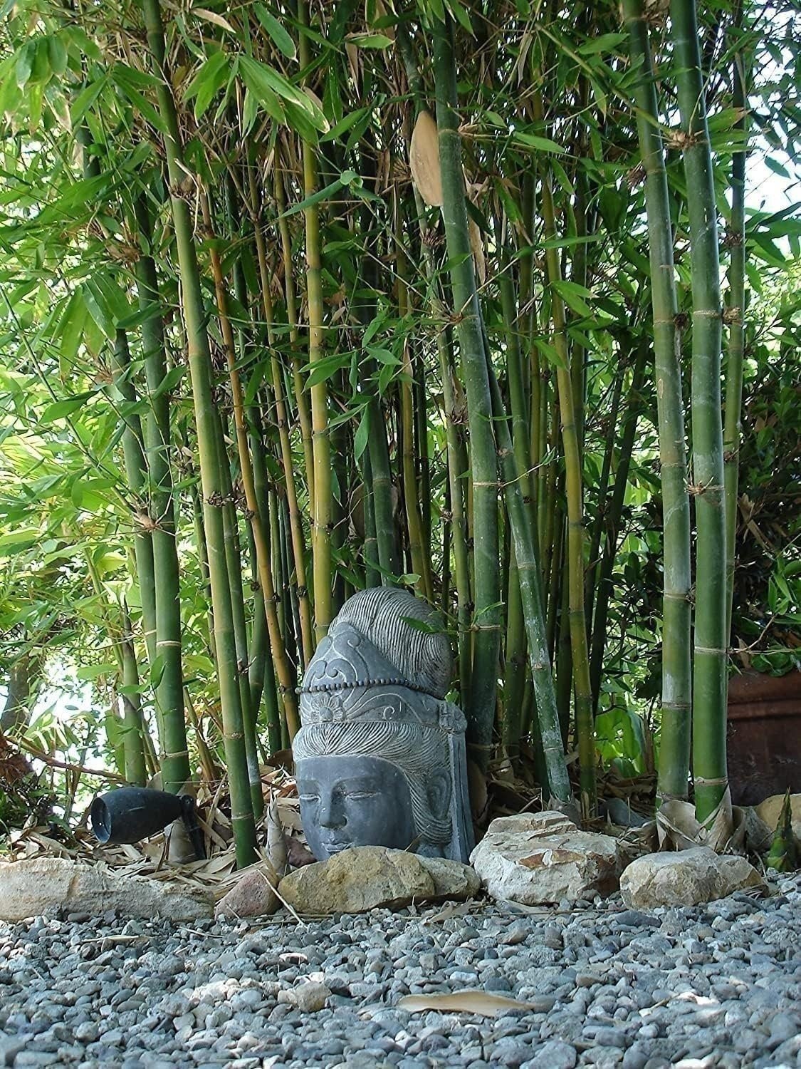 Bamboo Oldhamii | 1 Gallon | Bambusa oldhamii | Low Maintenance | Hardy