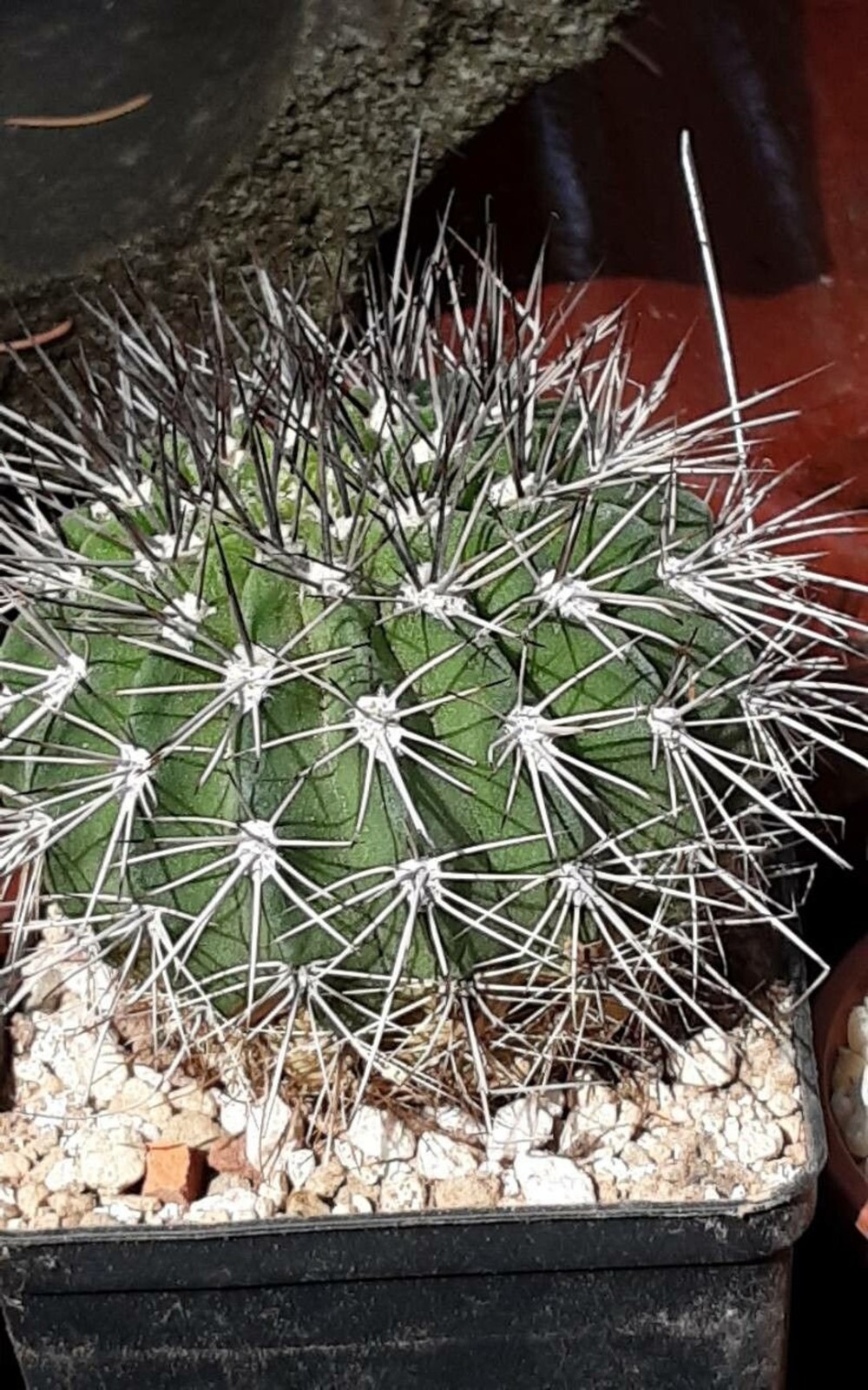 Acanthocalycium klimpelianum 5 Seeds Free Shipping!