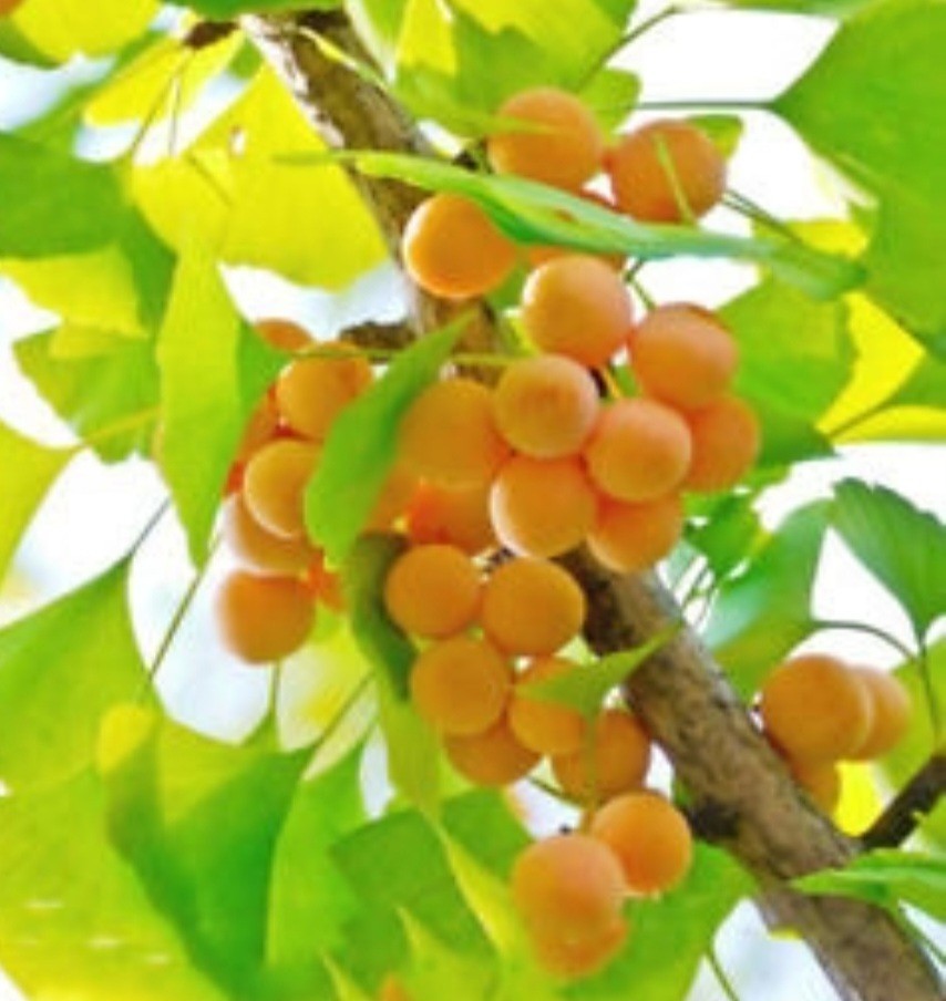 GINKGO BILOBA- 10 SEEDS