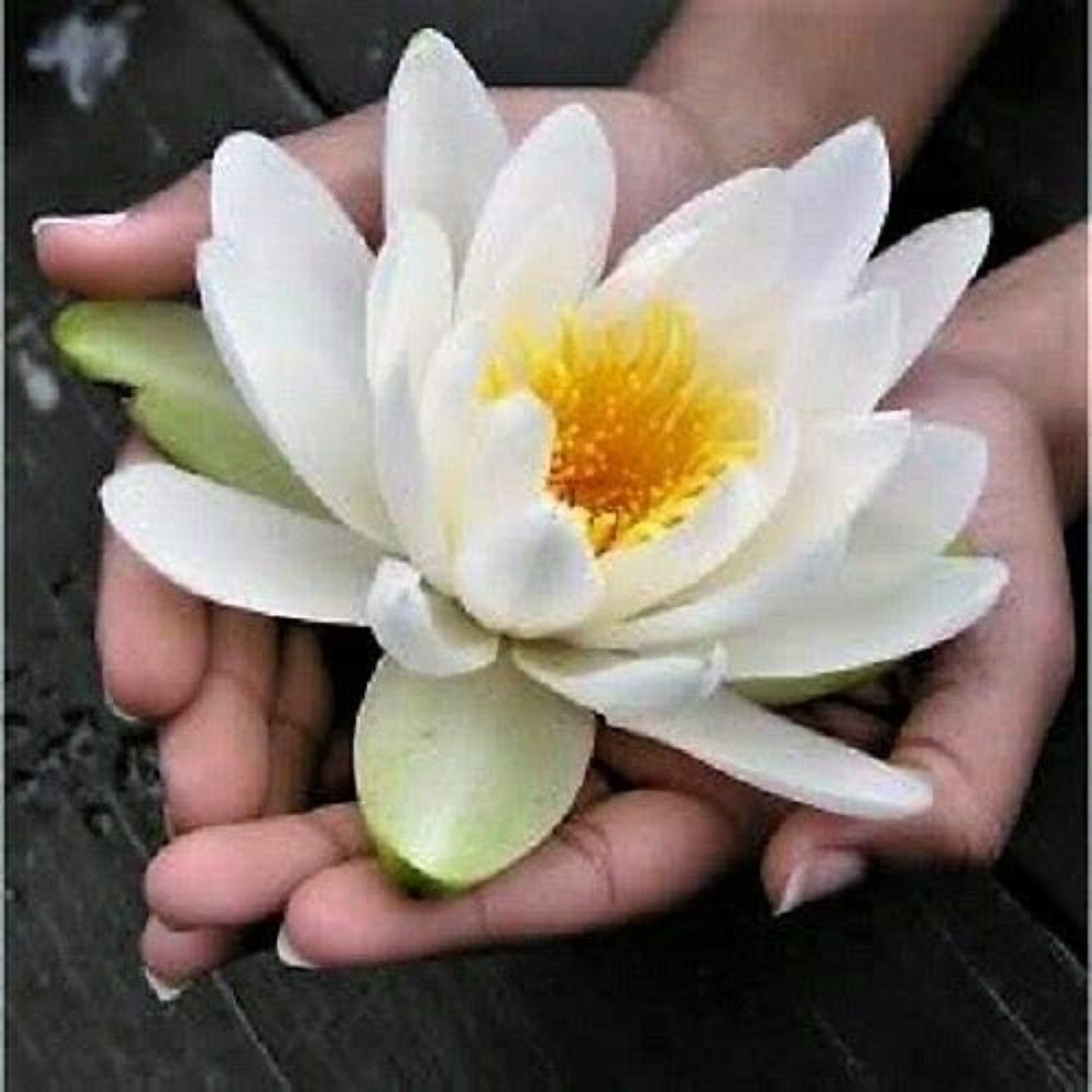 100 Pcs White Bonsai Bowl Lotus Seeds Water Lilys Flower Plant Lotus Seeds