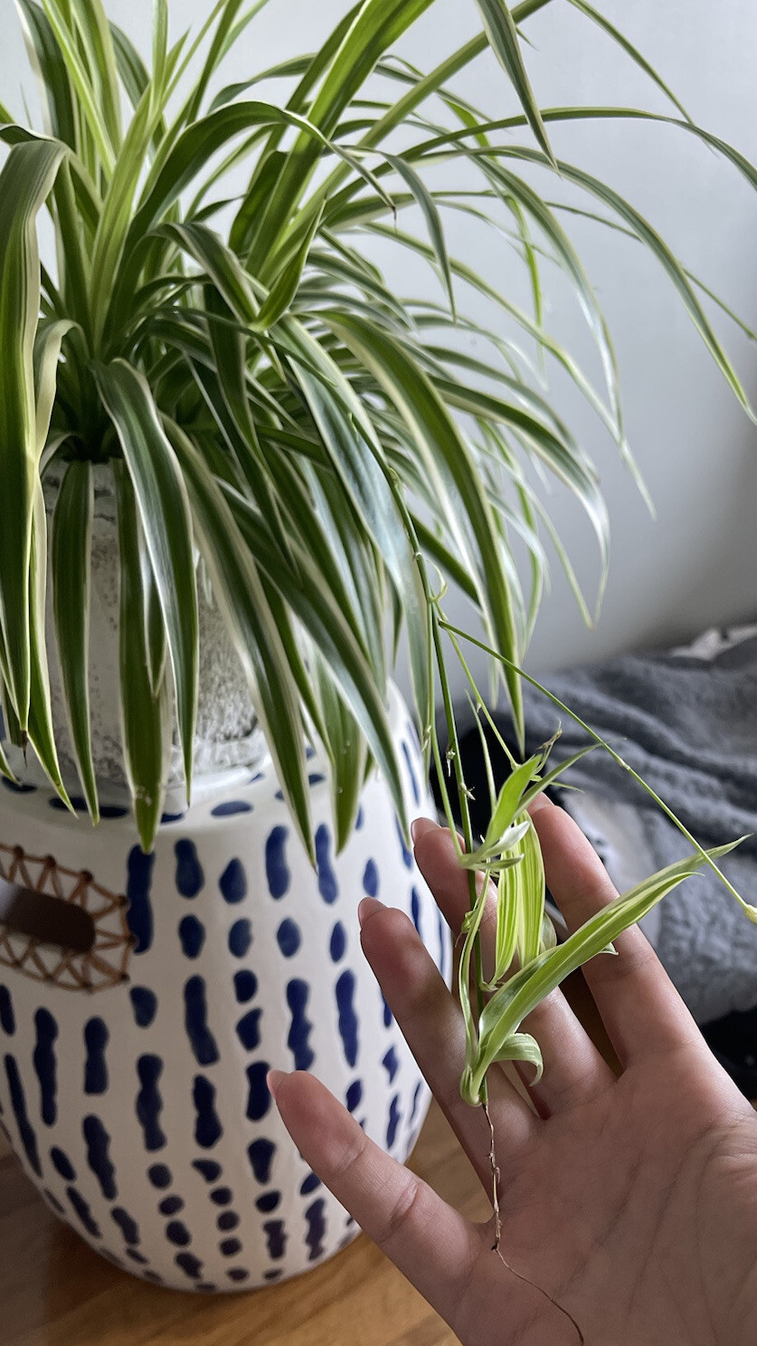4-Rooted Spider Baby Plants/Variegated Bonnie/established plants easy to care
