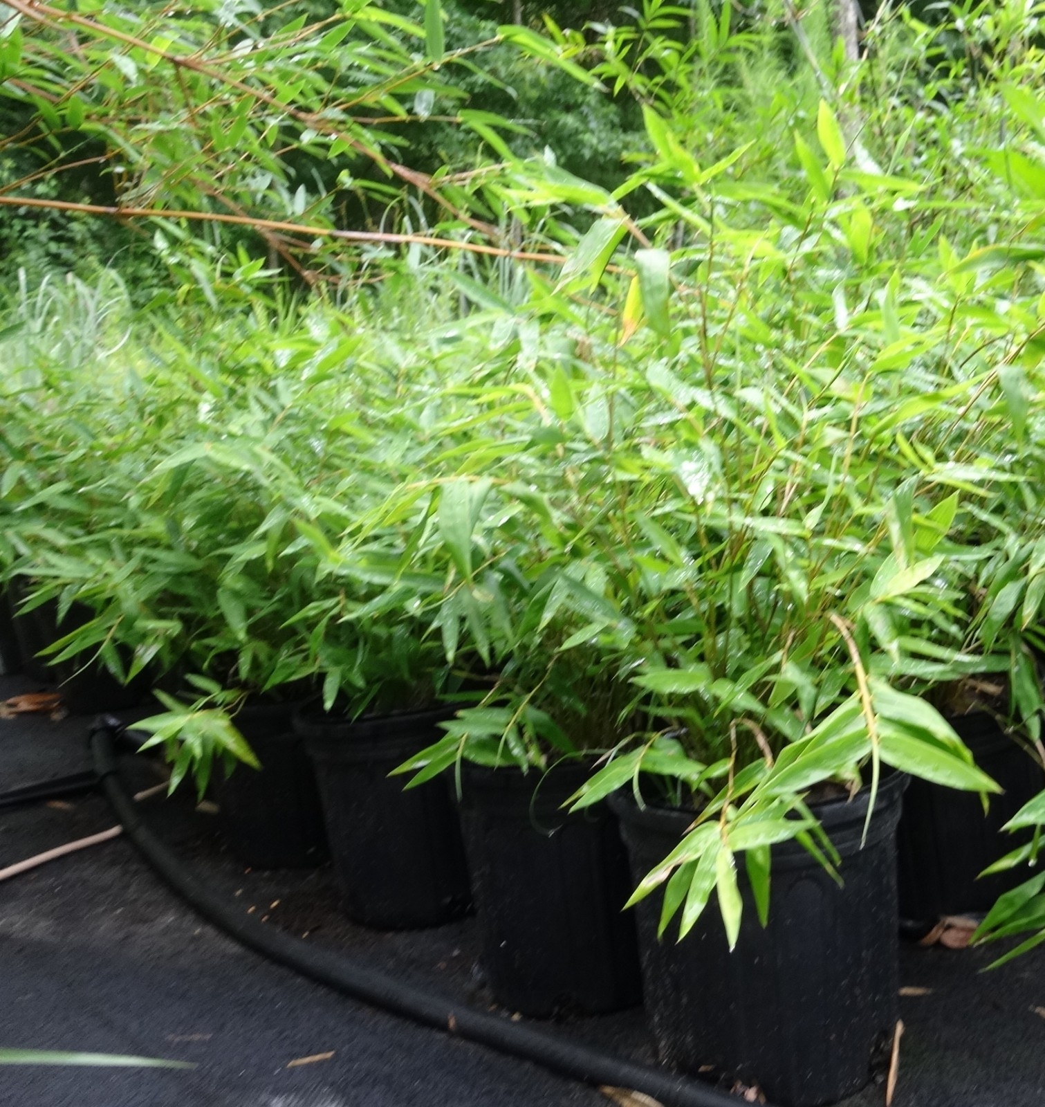 Bambusa multiplex – Green Hedge Clumping Bamboo Plant – 1 Gallon – Non-Invasive