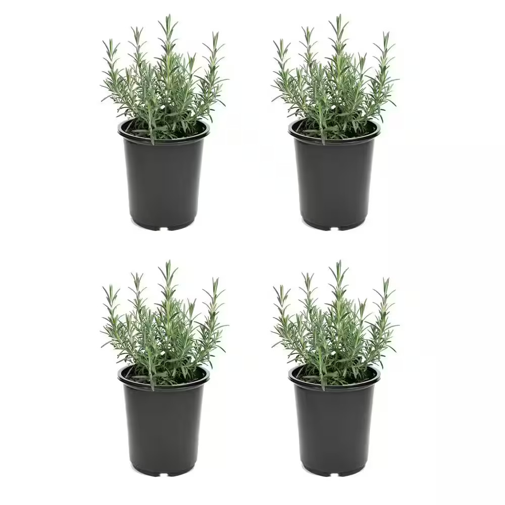 2.5 Qt. Rosemary Officinalis Perennial (4-Pack)