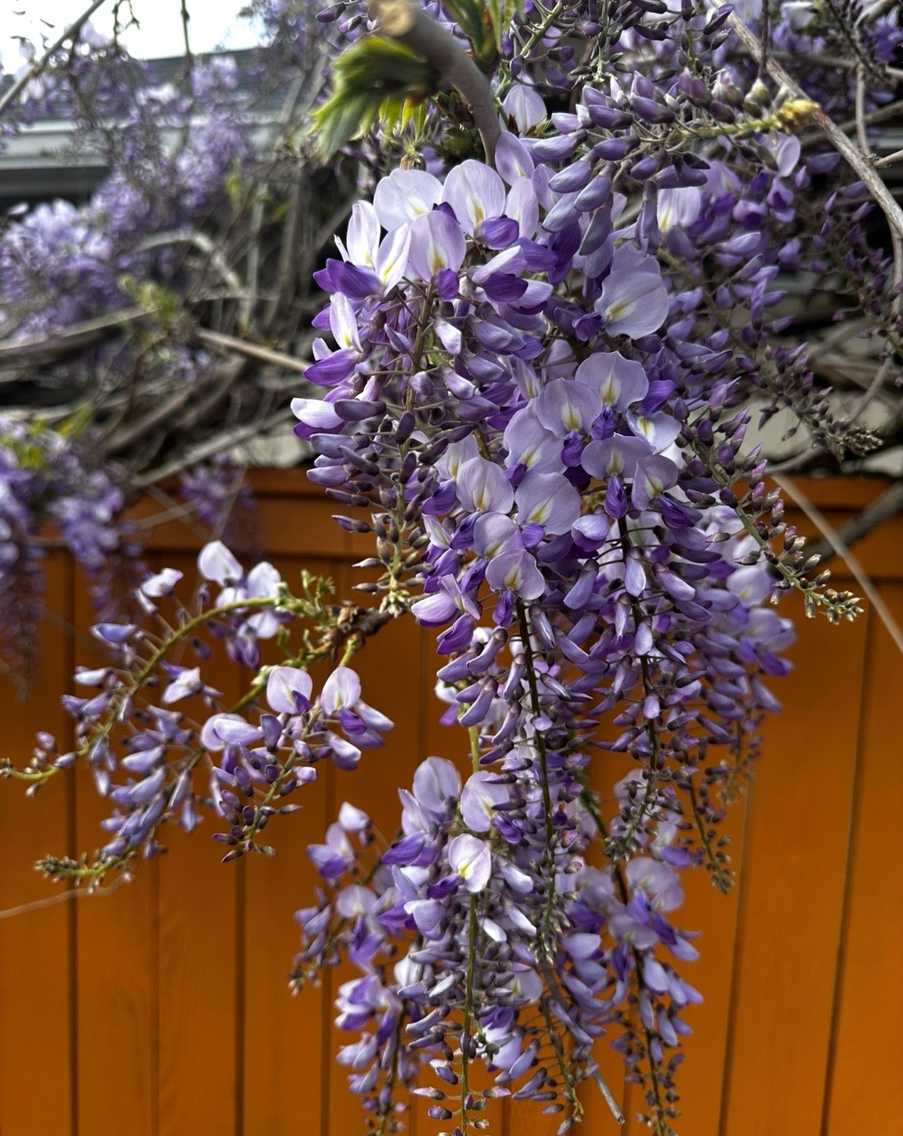 Japanese Purple Wisteria Seeds 20 Count Flowering Vine Plant Wall Fence Cover