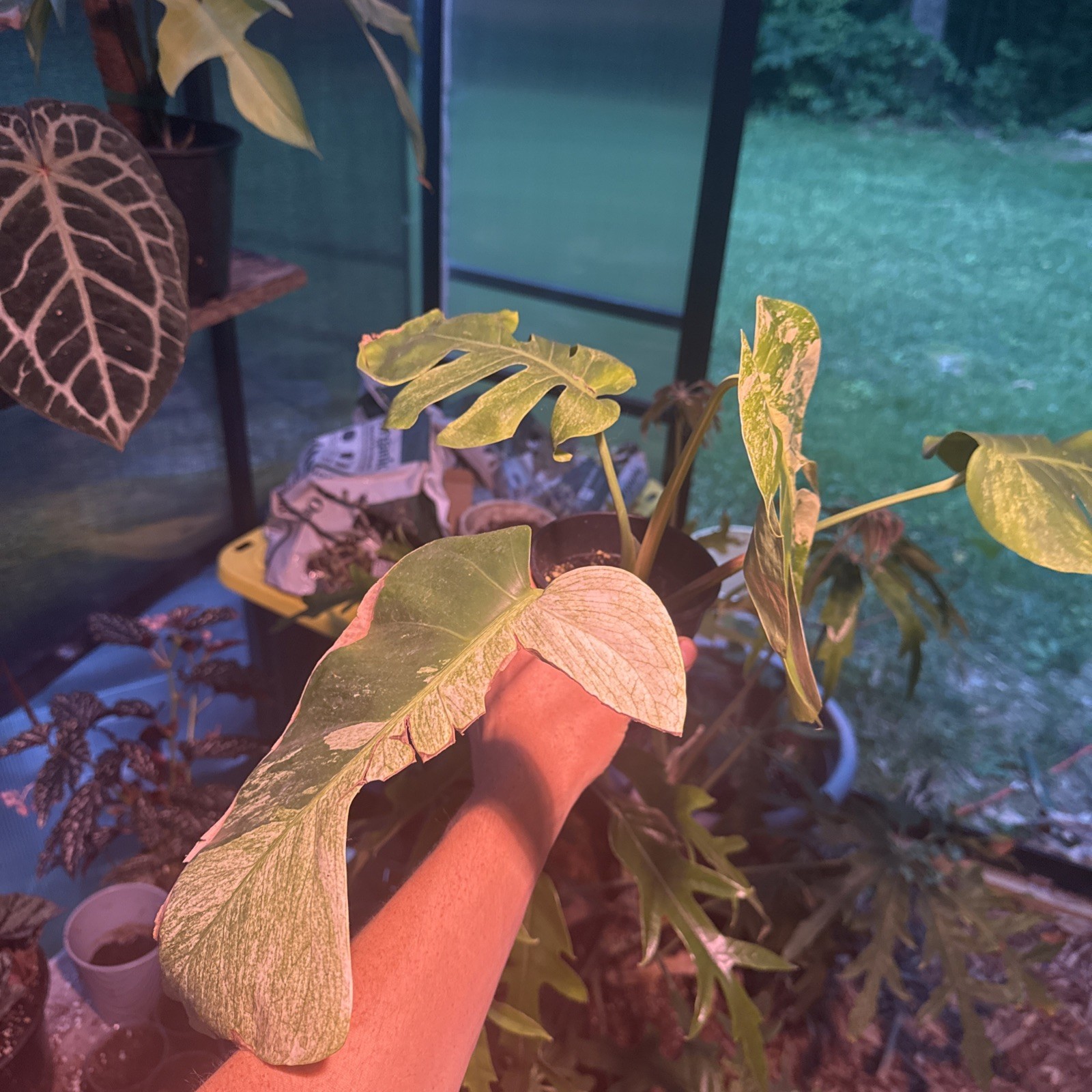 Monstera Jungle Mint Noid