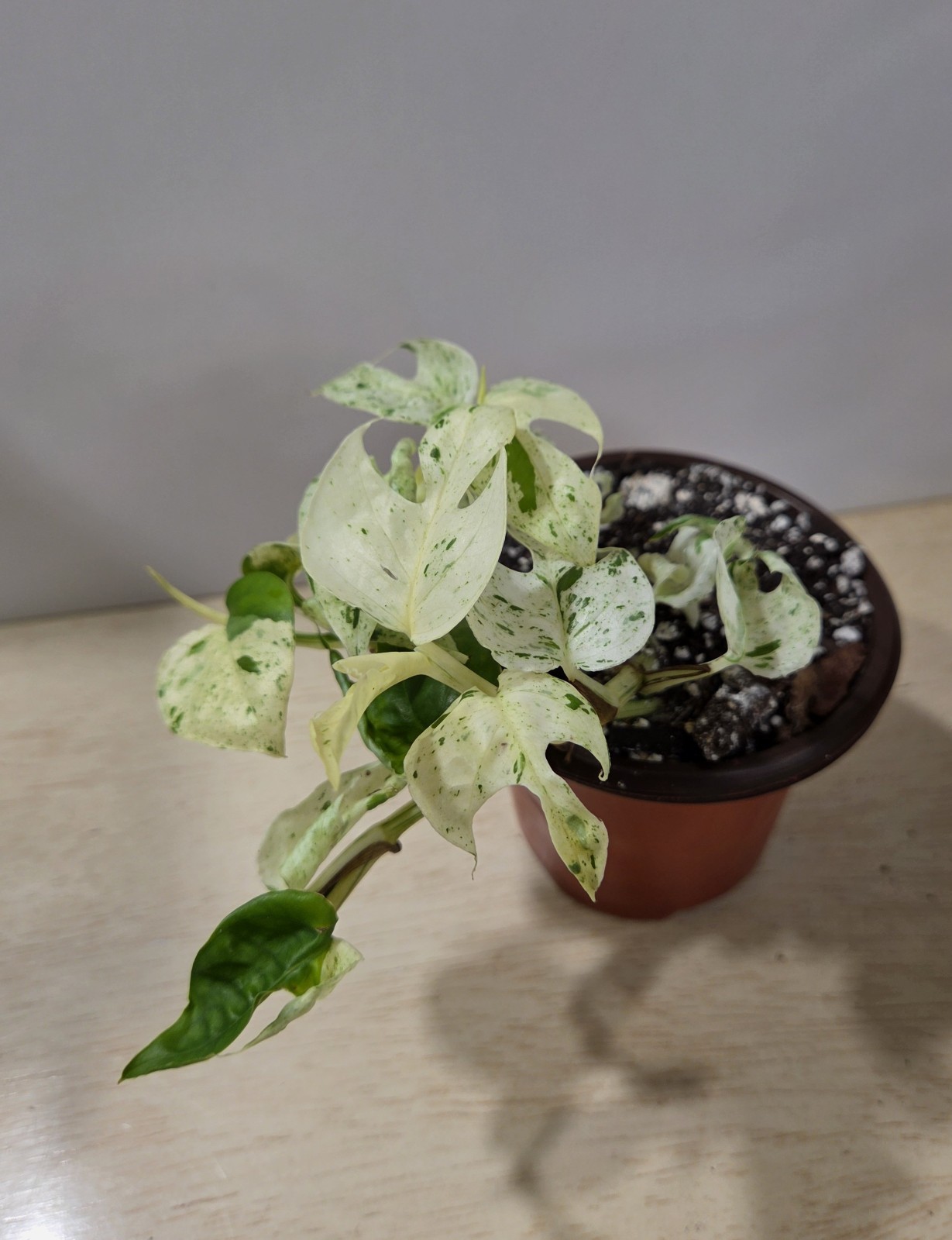 Epipremnum Pinnatum Marble – 3″ Pot, Exact Plant