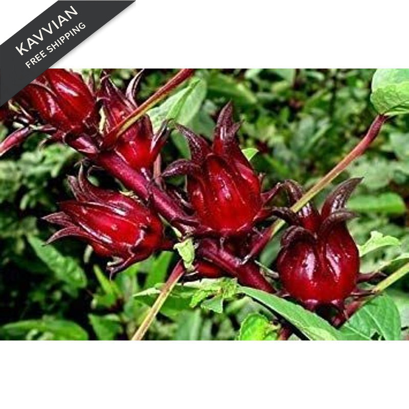 50 Jamaican Sorrel Seeds, Florida Cranberry, 50 Count (Pack of 1), Brown
