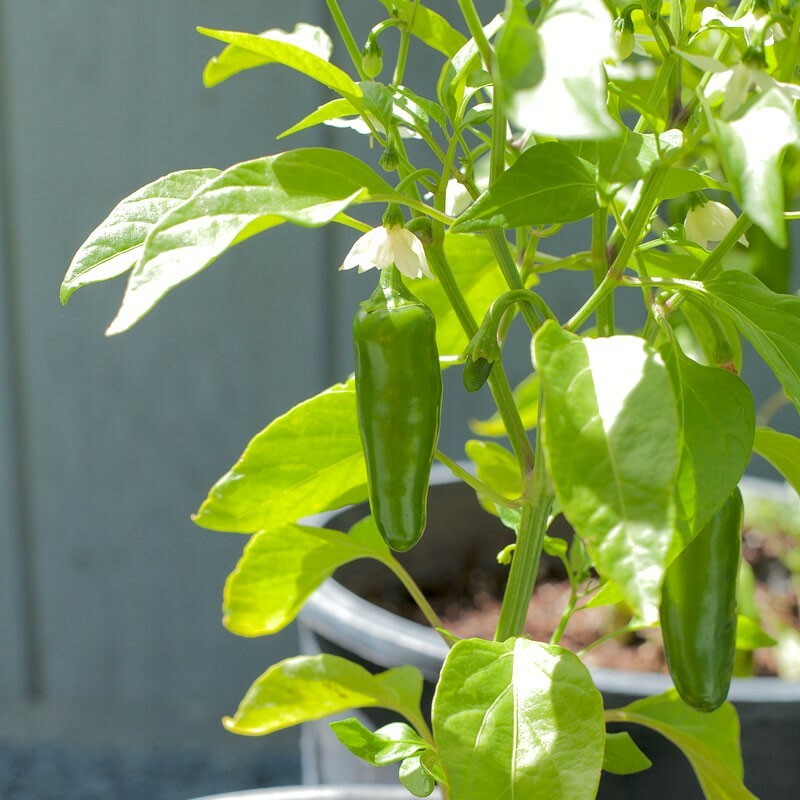 Early Jalapeno Pepper Seeds | Heirloom / Non-GMO | Free Shipping | 1002